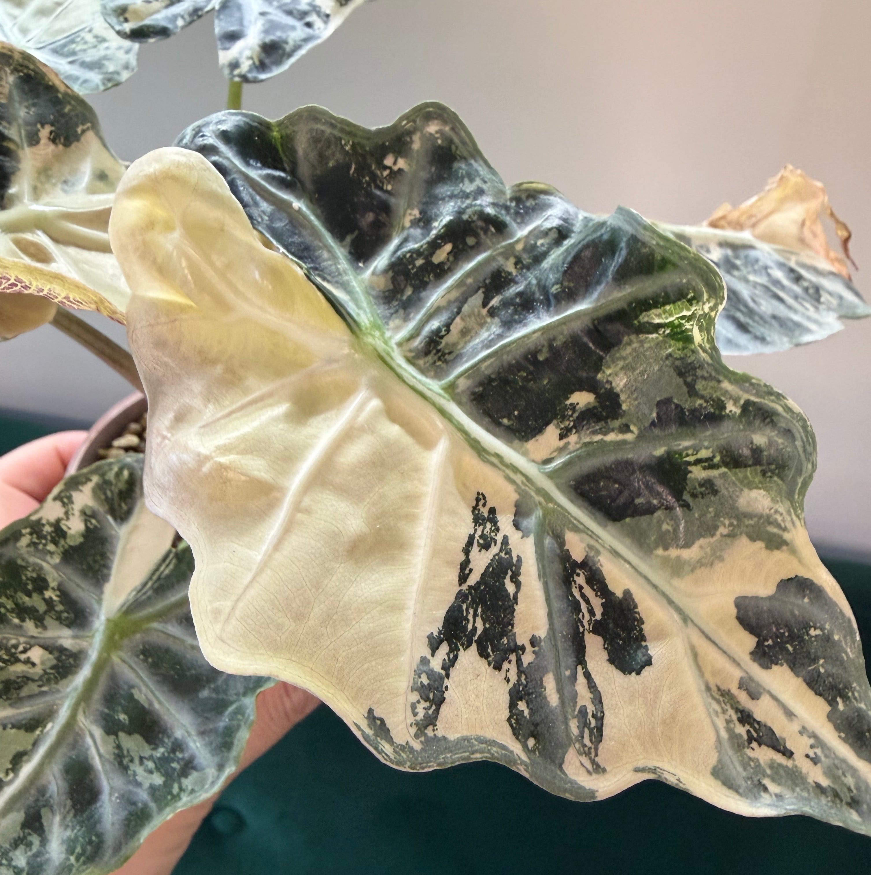 Alocasia Mandalay albo/pink (corm)