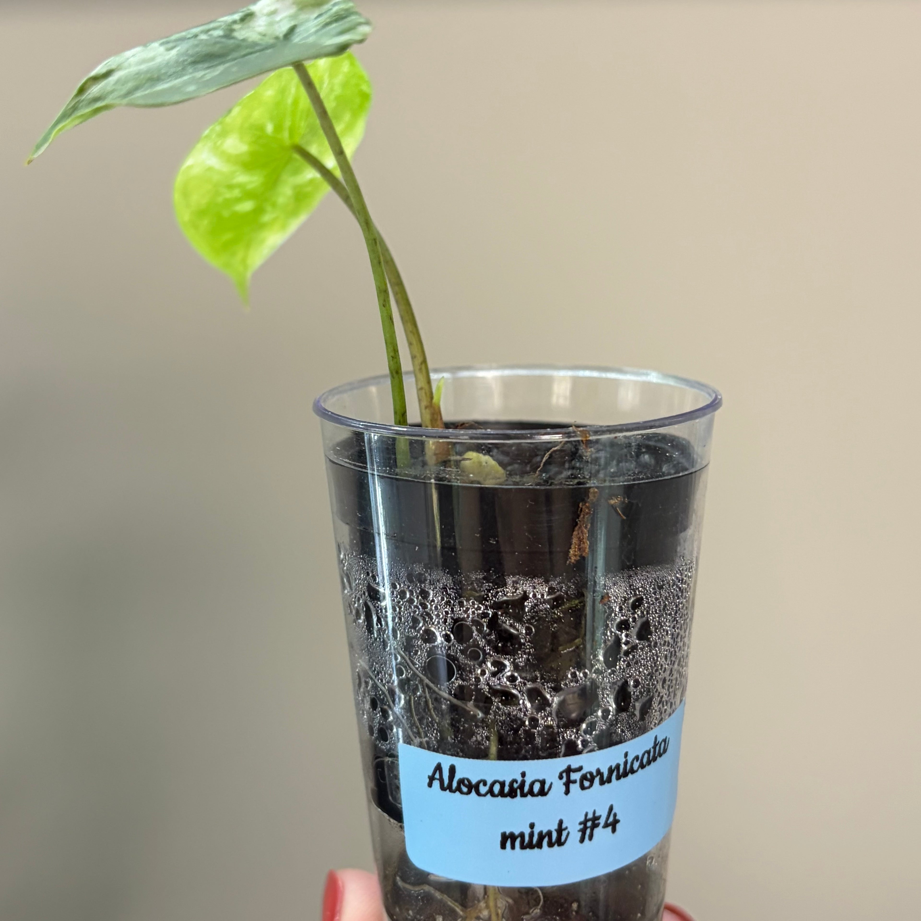 Alocasia Fornicata mint