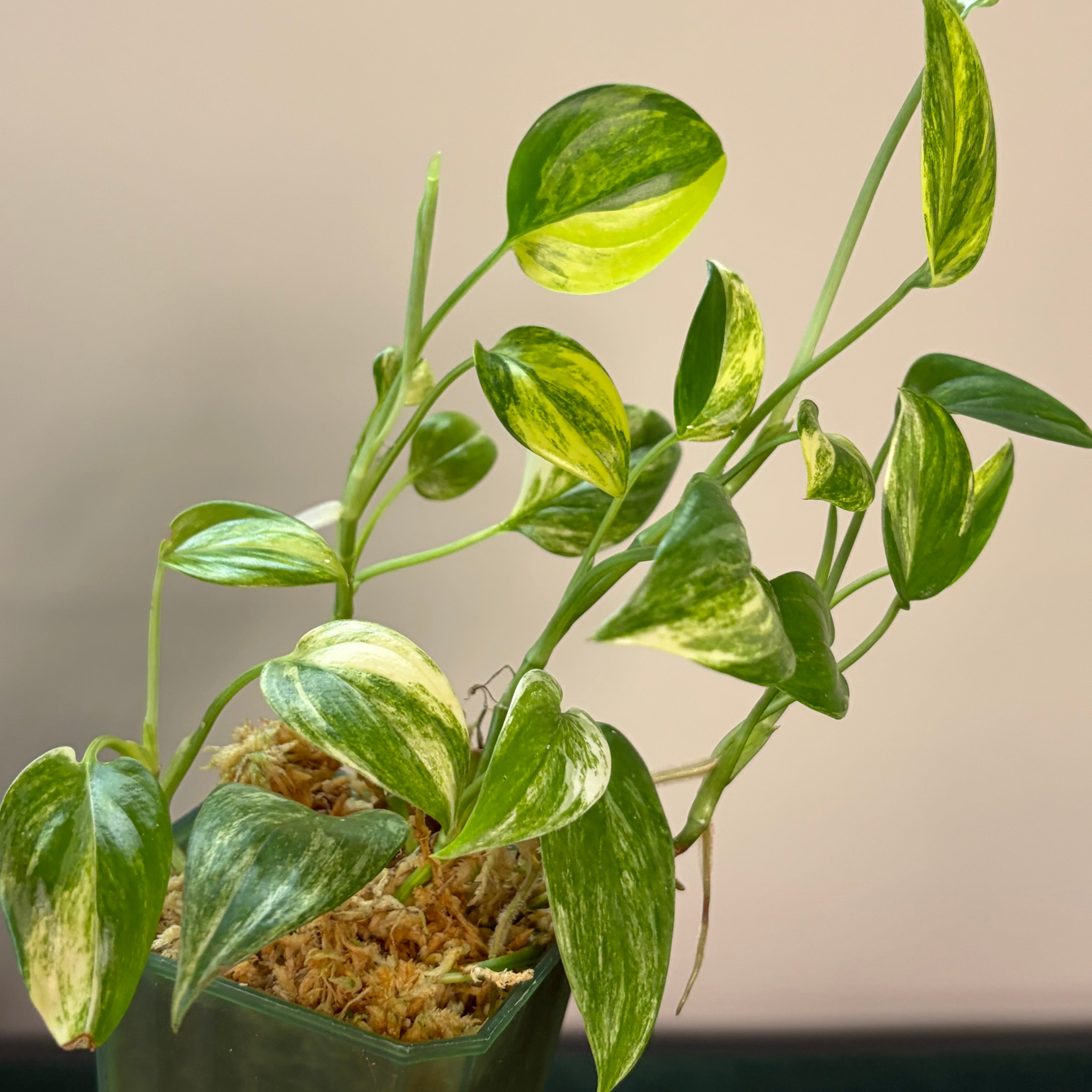 Scindapsus Blue aurea