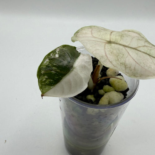 Alocasia Azlanii albo/pink