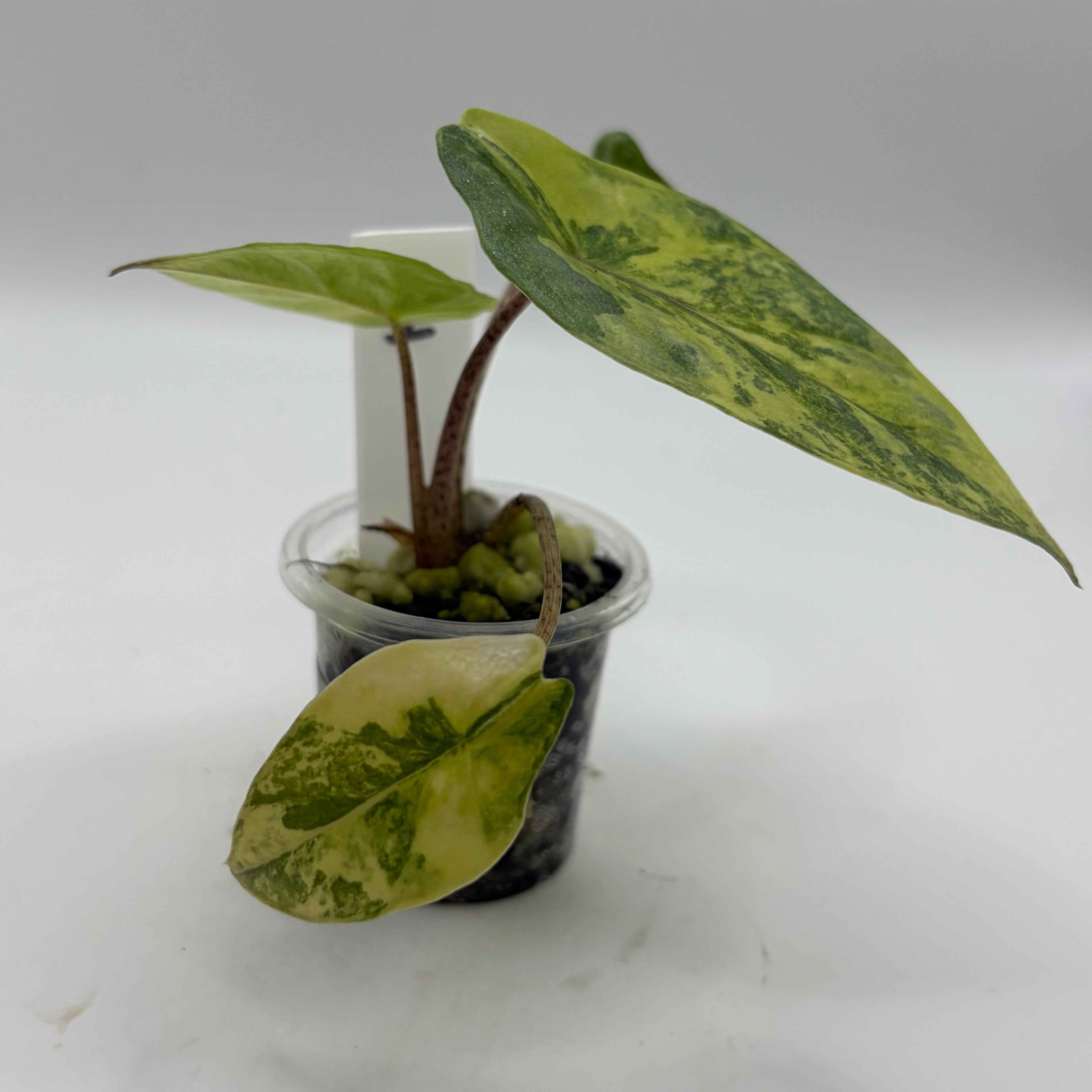 Alocasia Metallic blue aurea #1