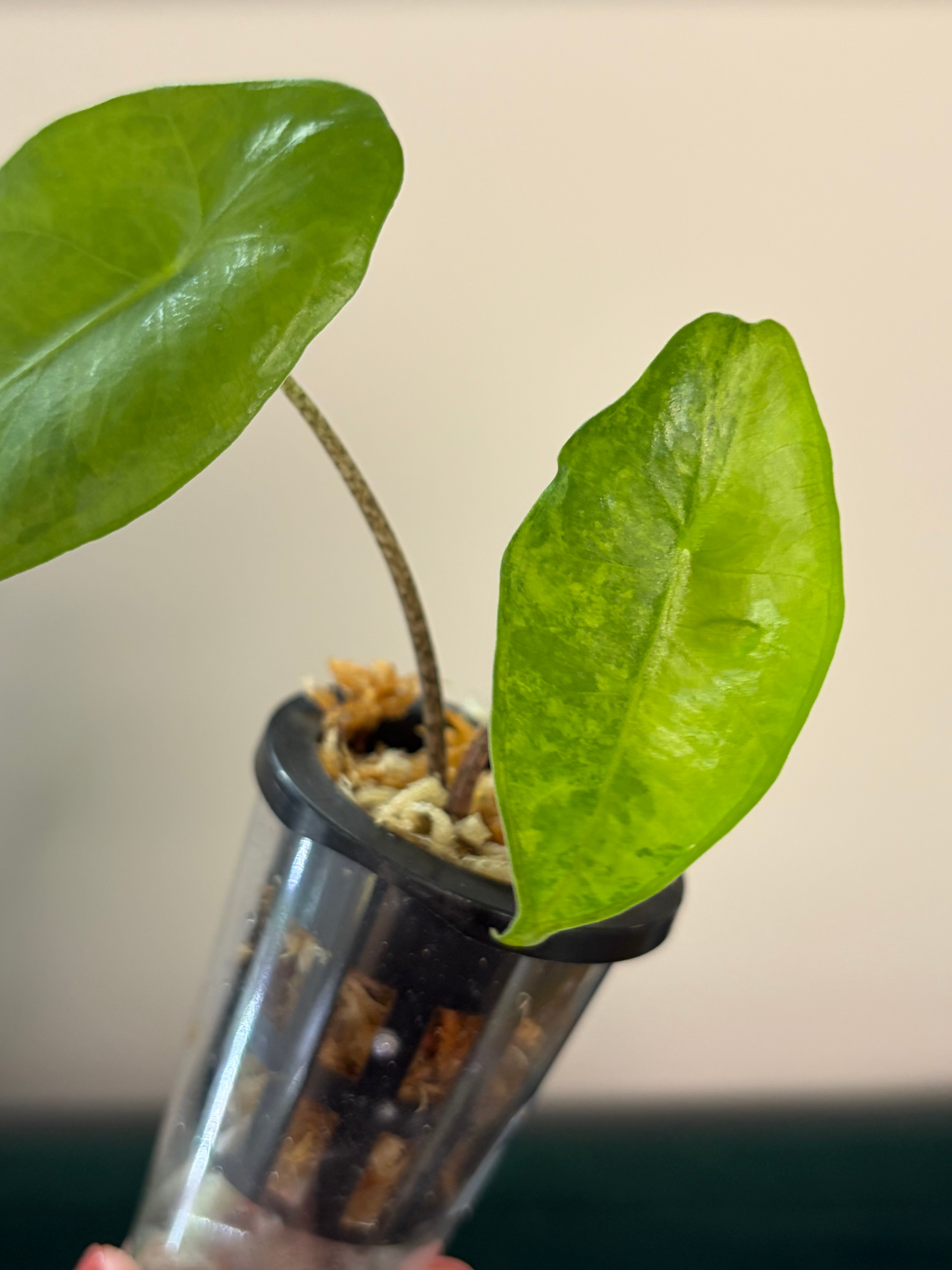 Alocasia Flemingiana variegata #2
