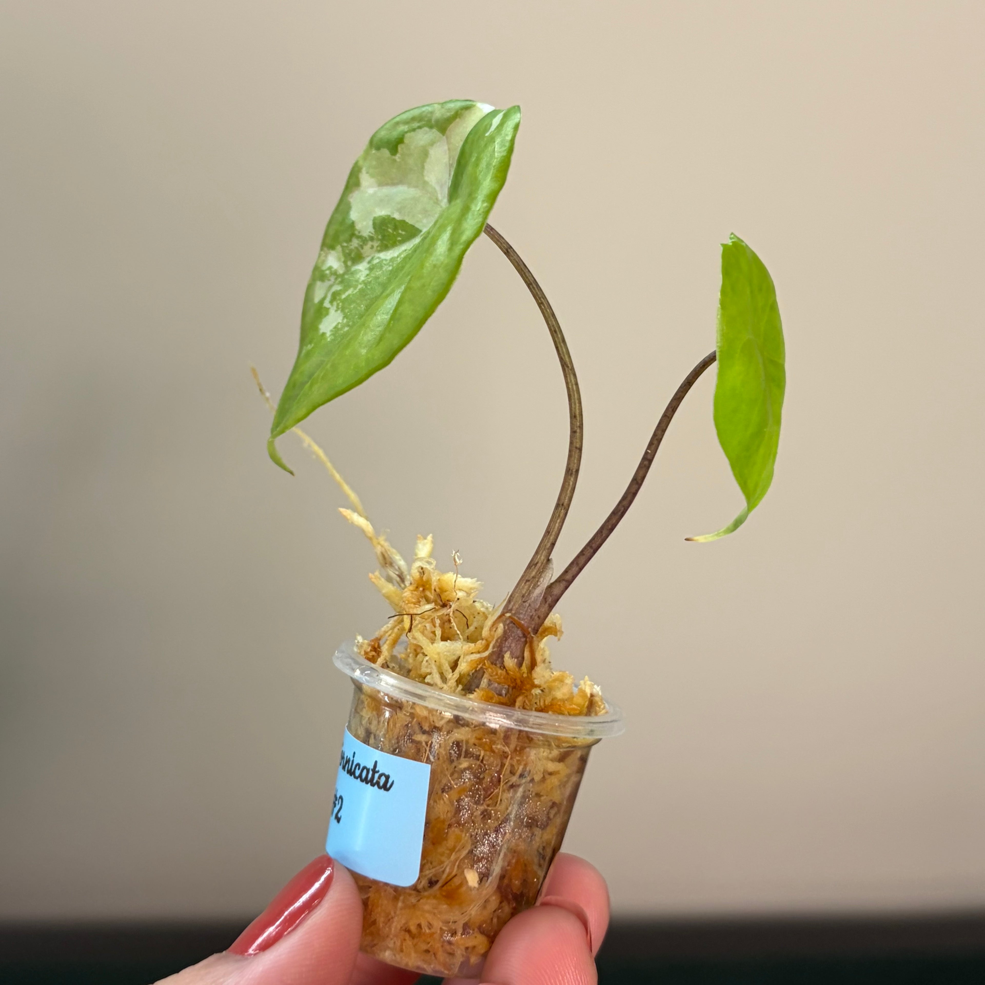 Alocasia Fornicata mint