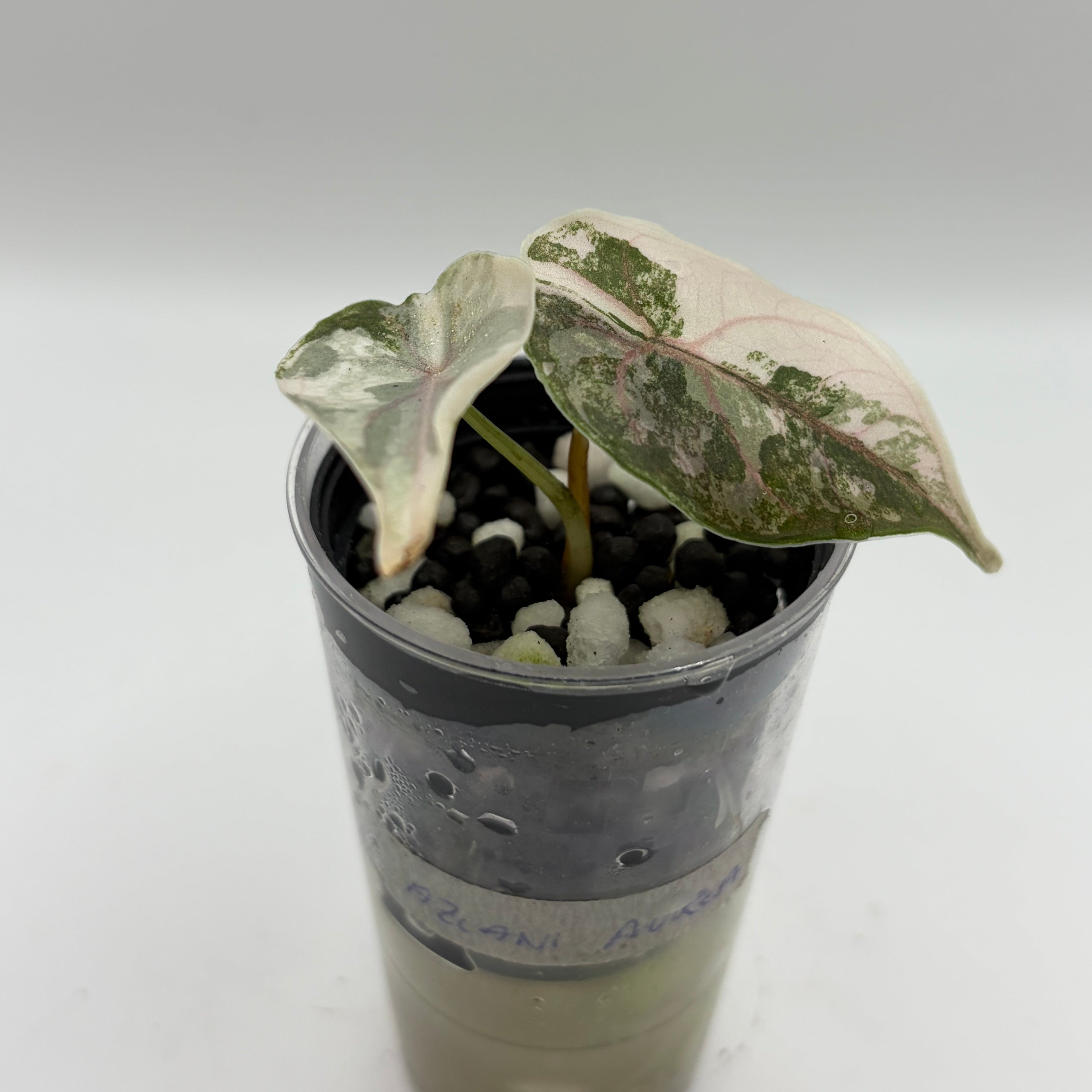 Alocasia Azlanii aurea