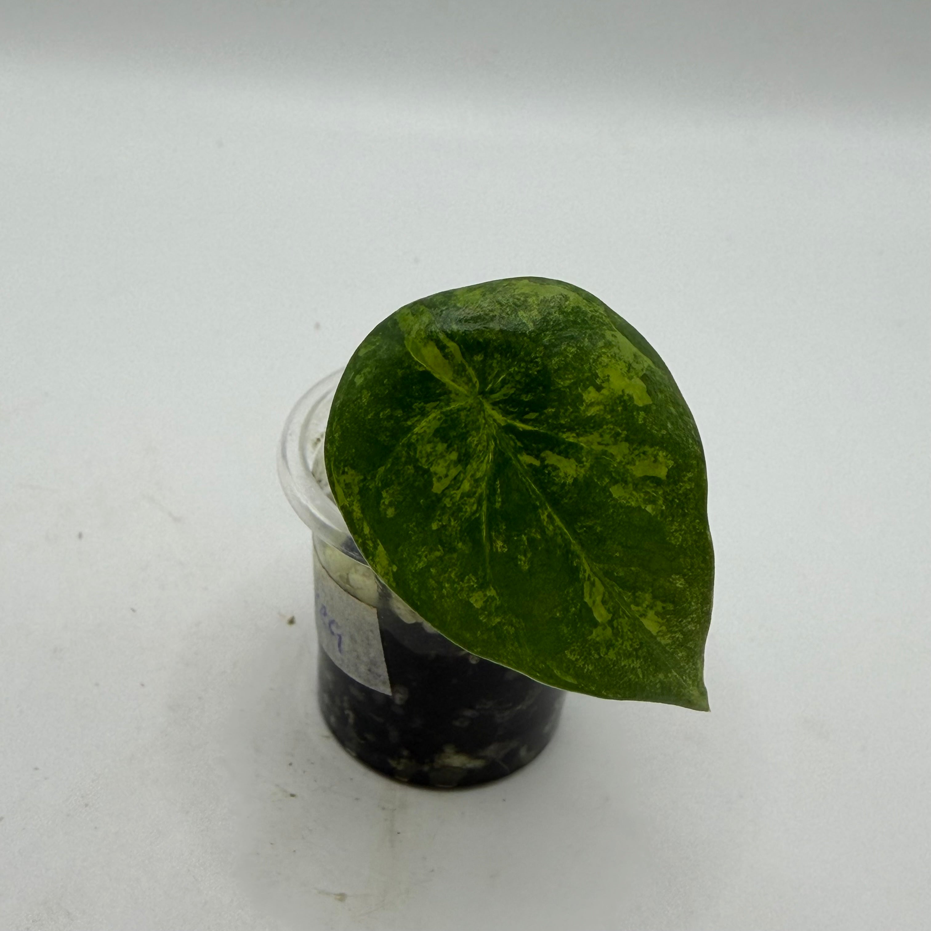 Alocasia Sinuata aurea