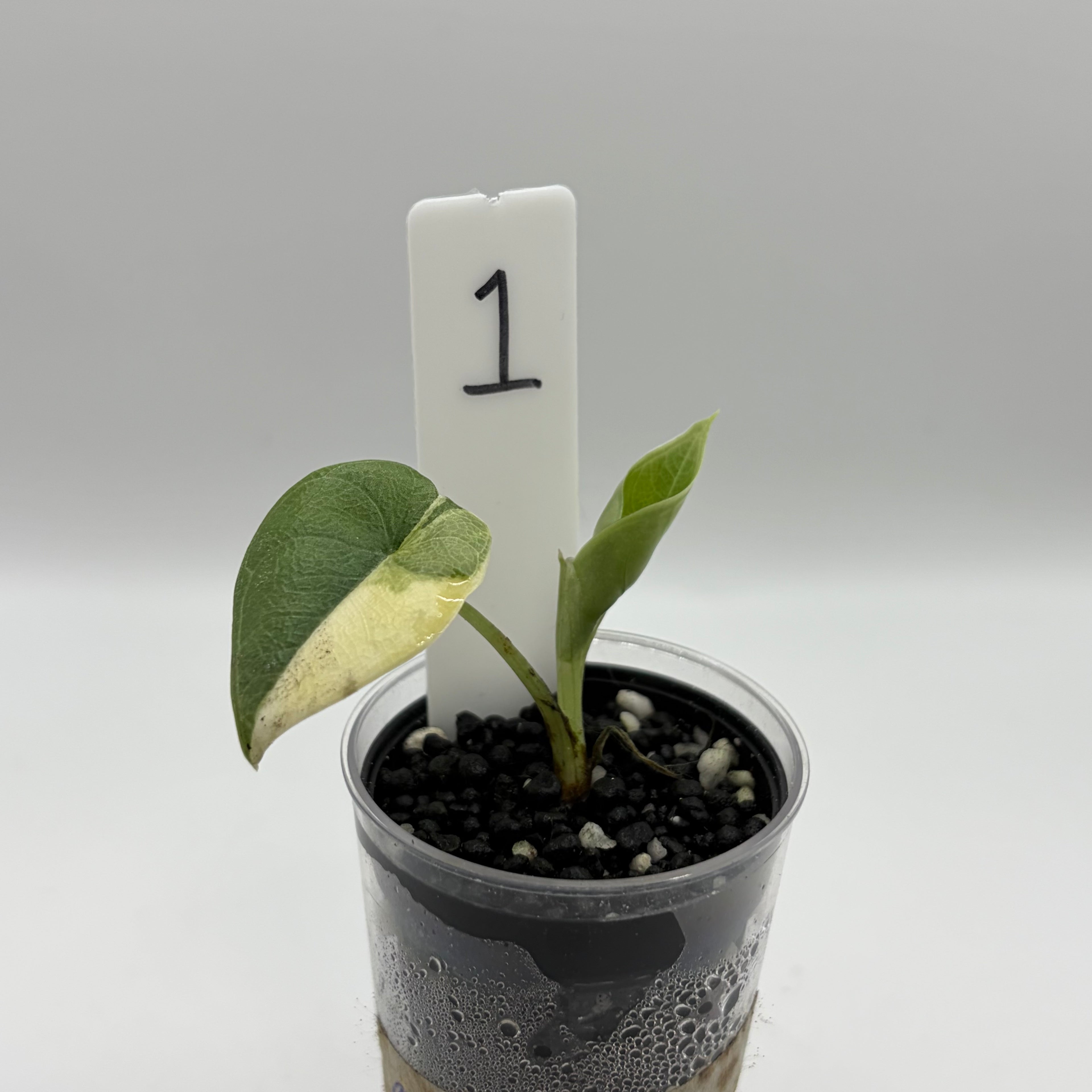 Alocasia Melo golden #1