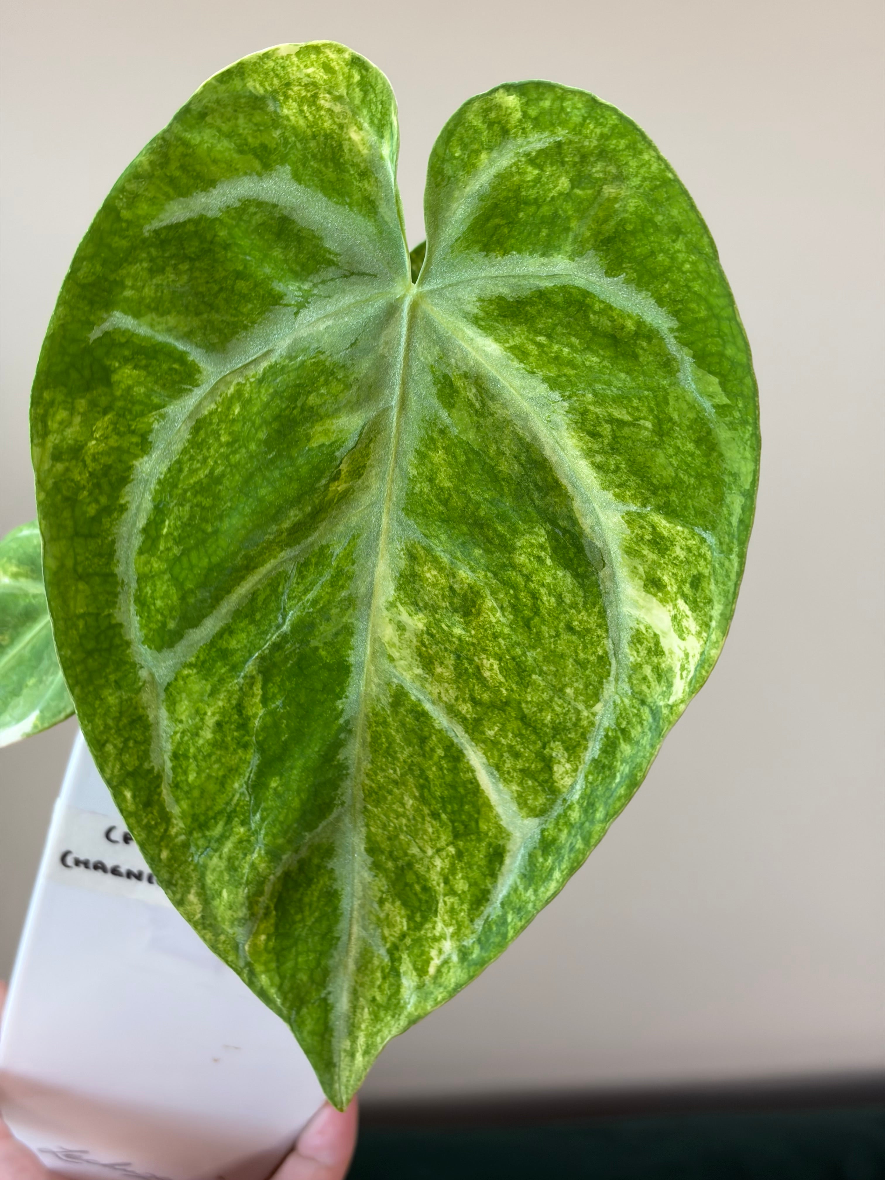 Anthurium (Papillilaminum x Crystallinum) x (Magnificum x Forgetti) #3