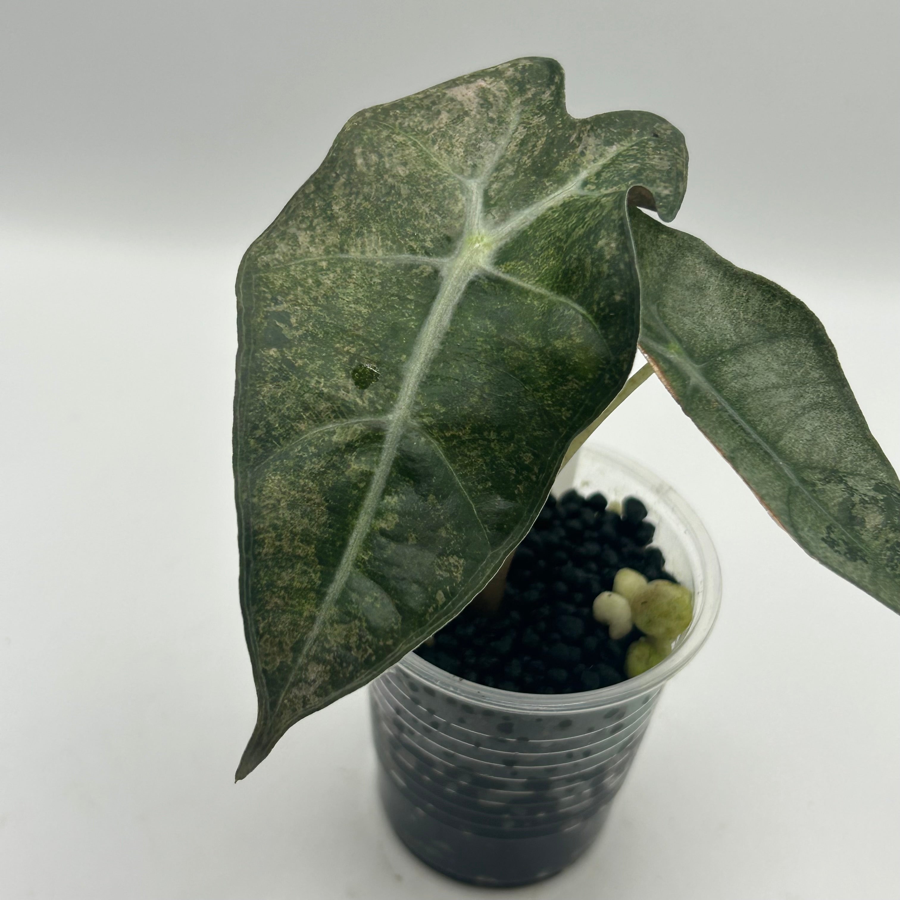 Alocasia Polly pink mint