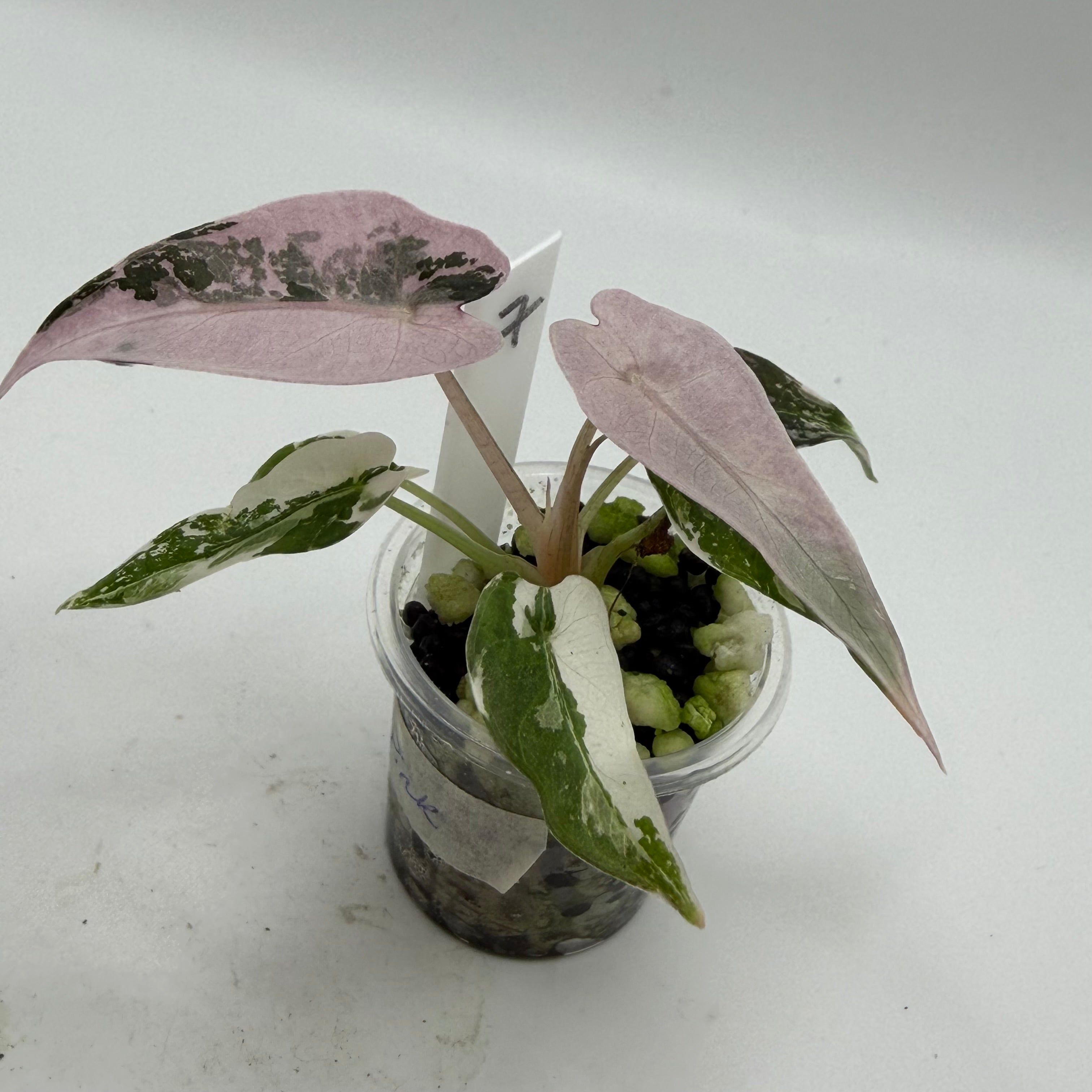 Alocasia Bambino pink