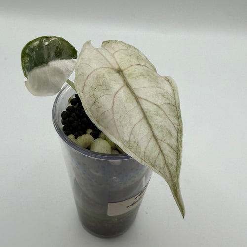 Alocasia Azlanii albo/pink