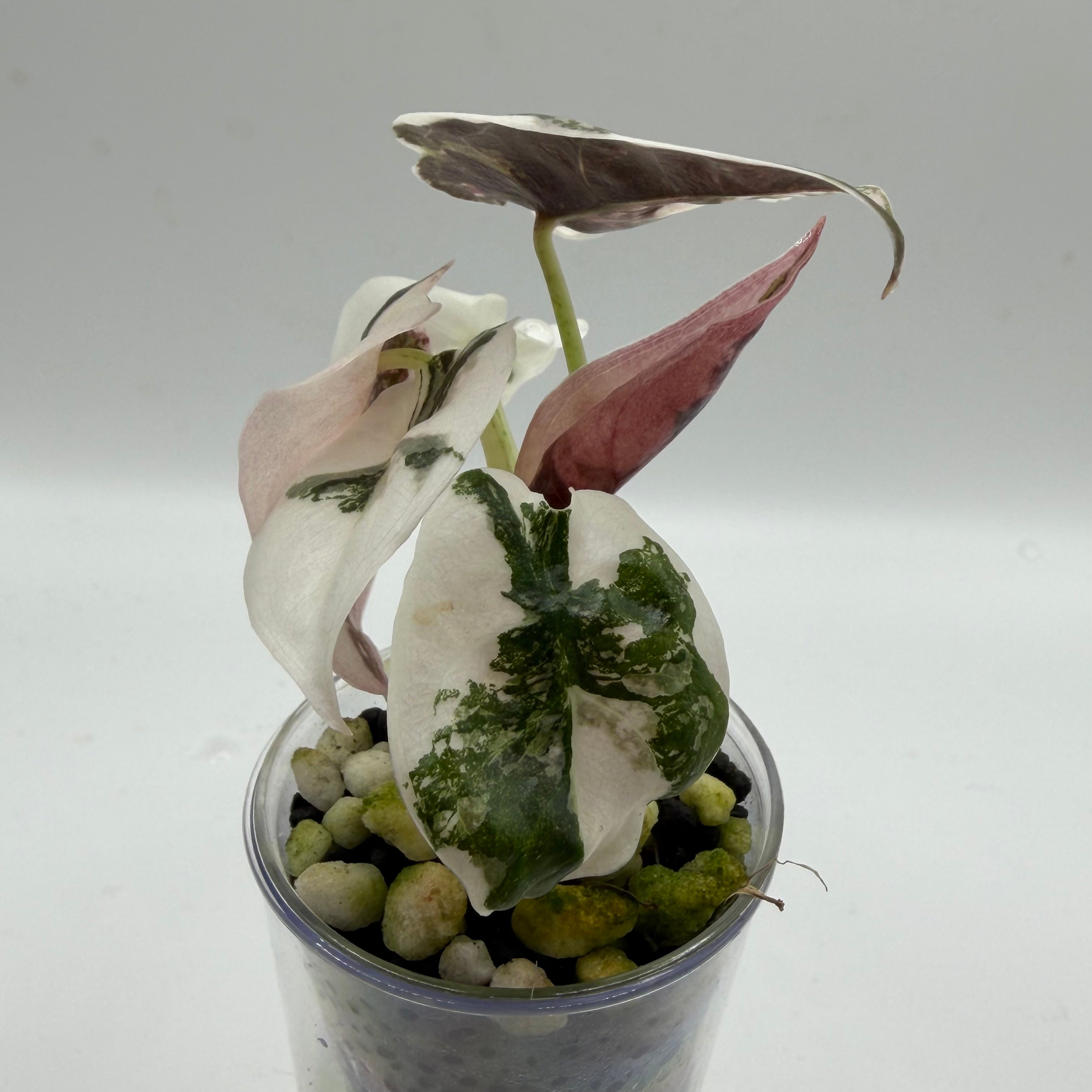 Alocasia Cuprea pink marble