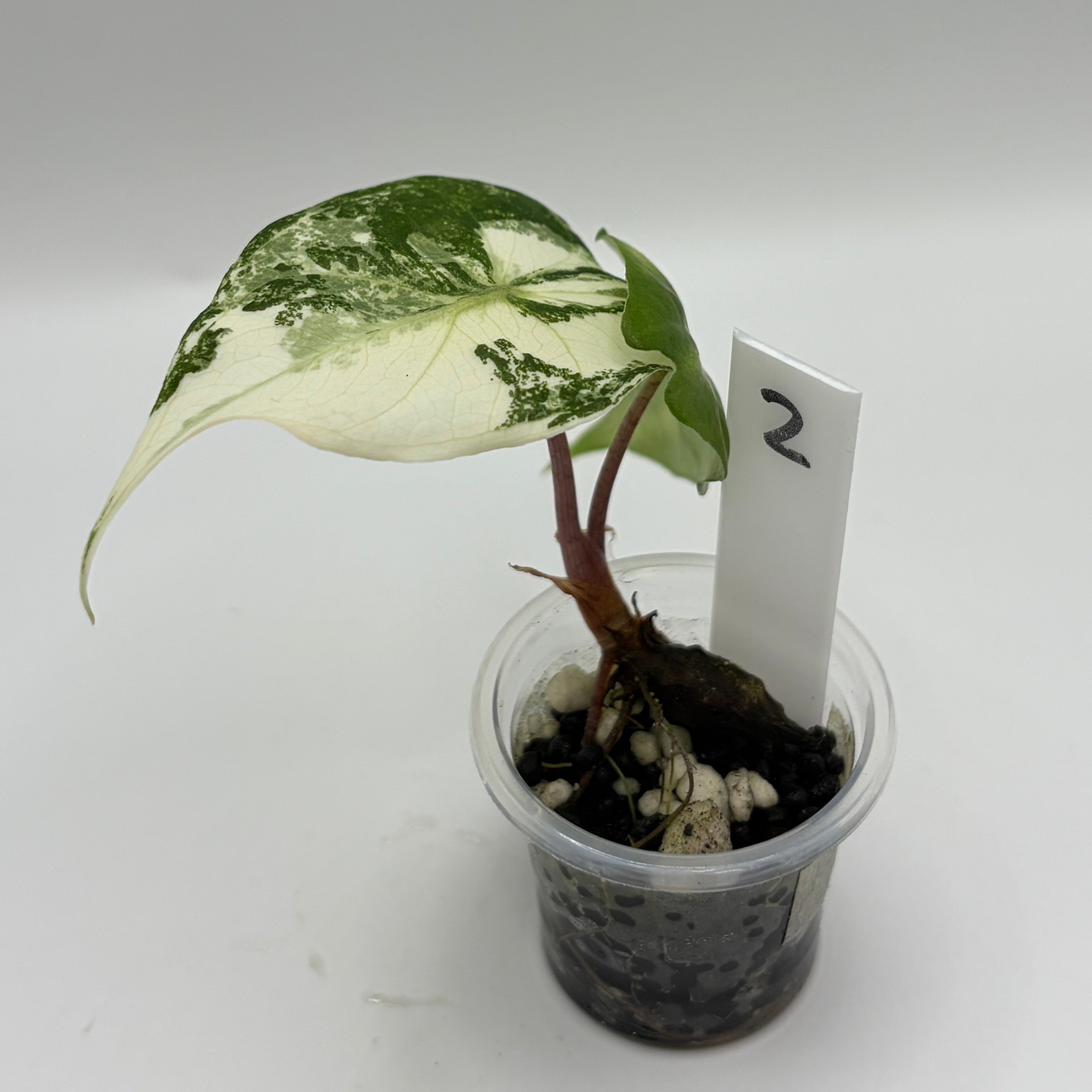 Alocasia Pink dragon albo #2