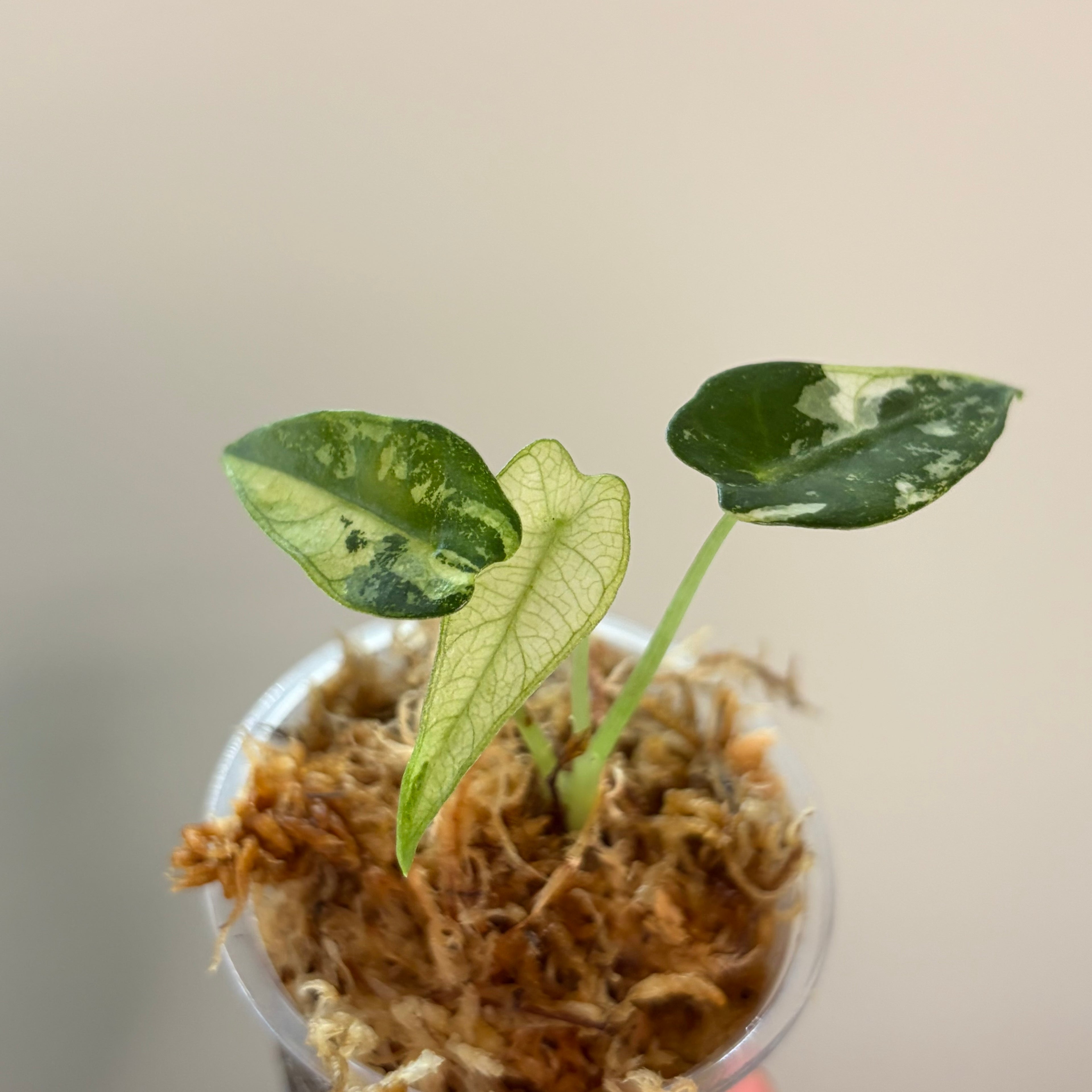 Alocasia Green Bambino albo #1