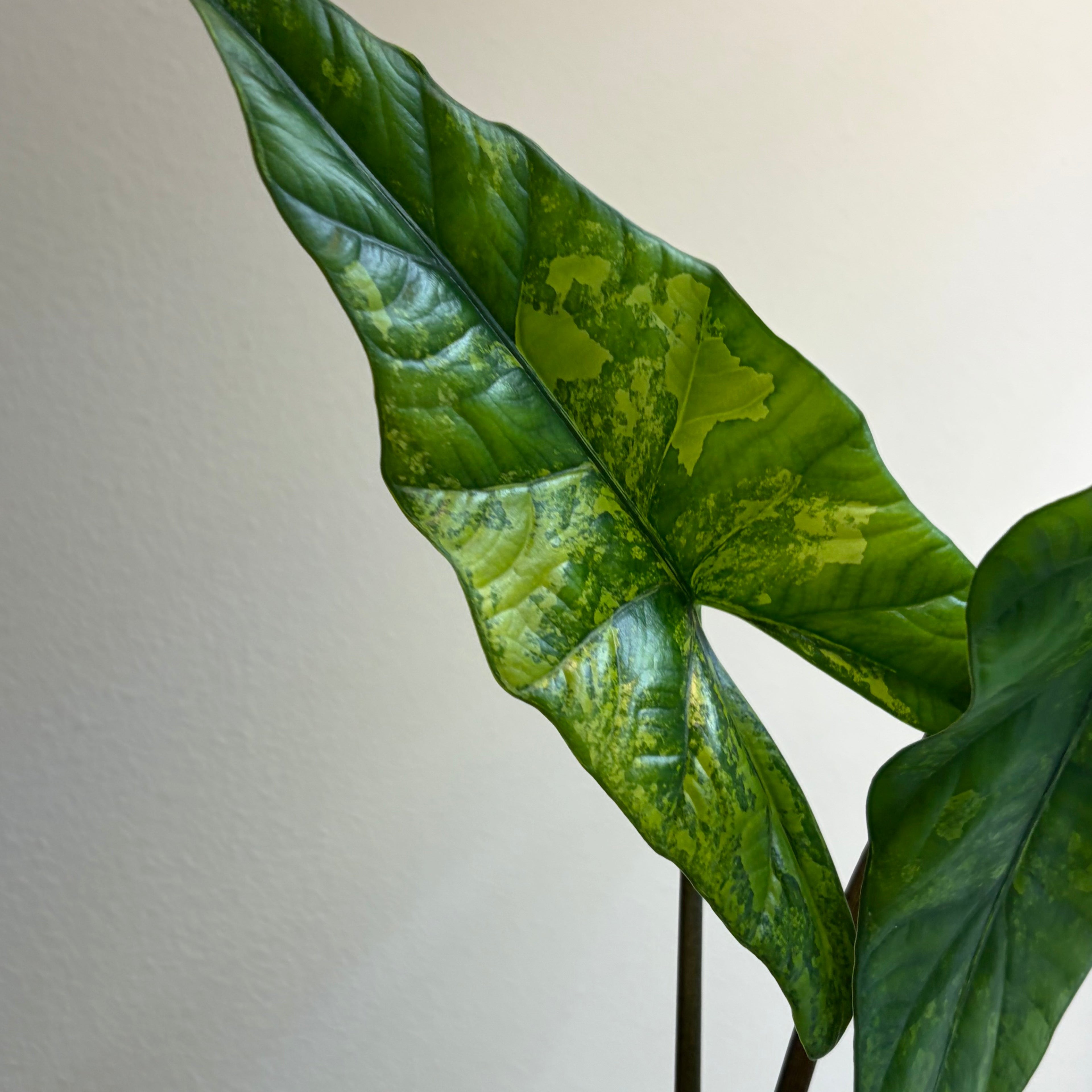 Alocasia Simpo aurea