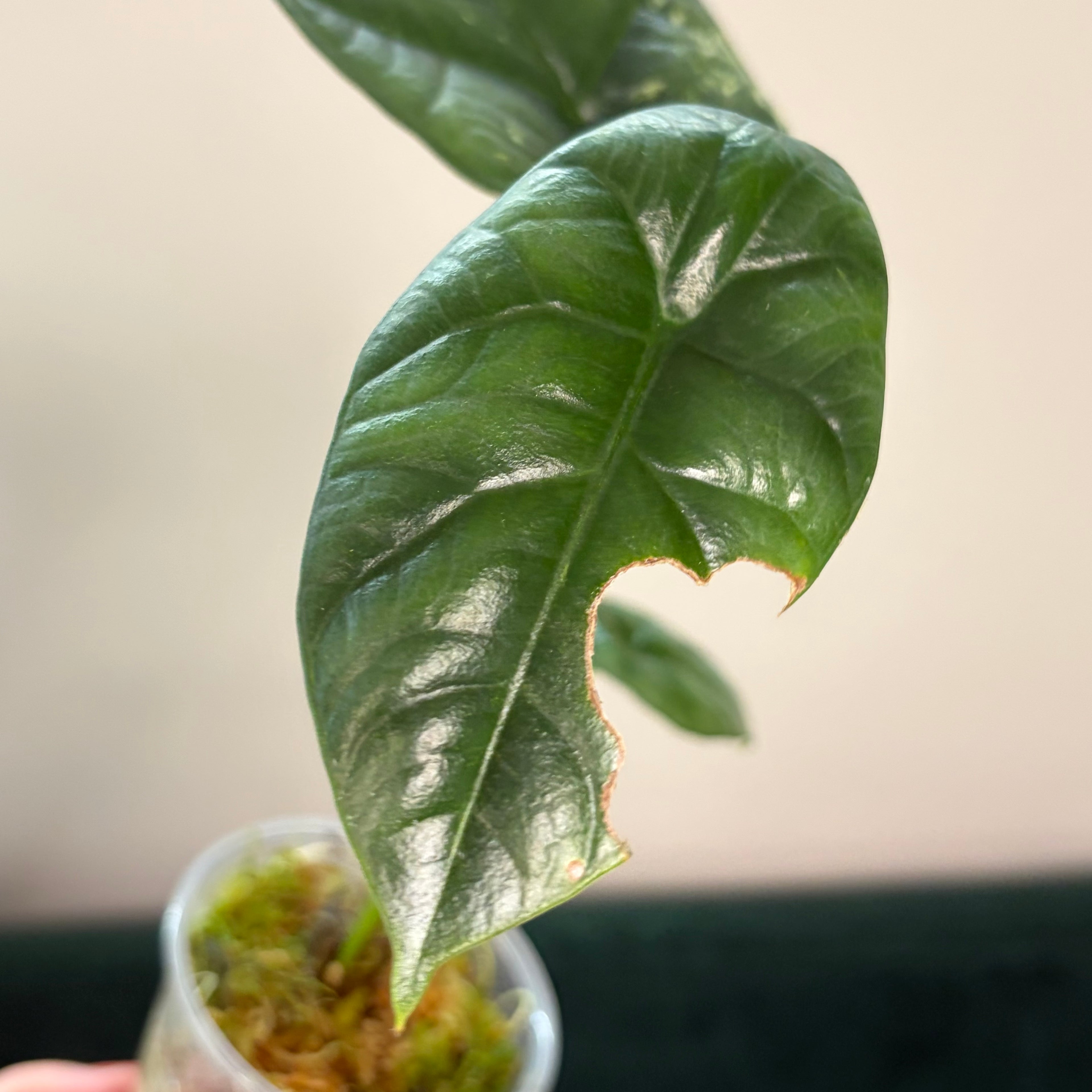 Alocasia Sinuata albo #1