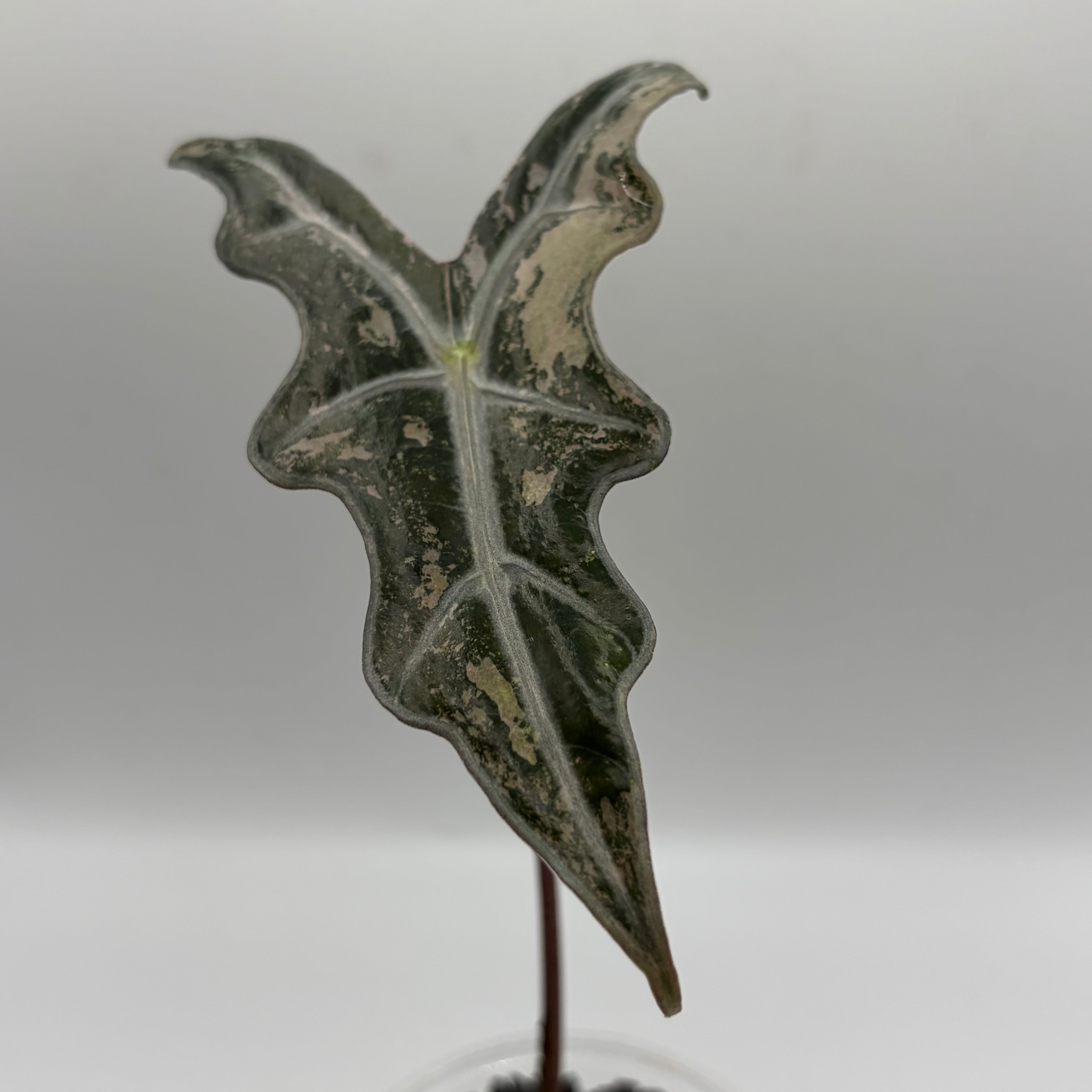 Alocasia Nobilis pink