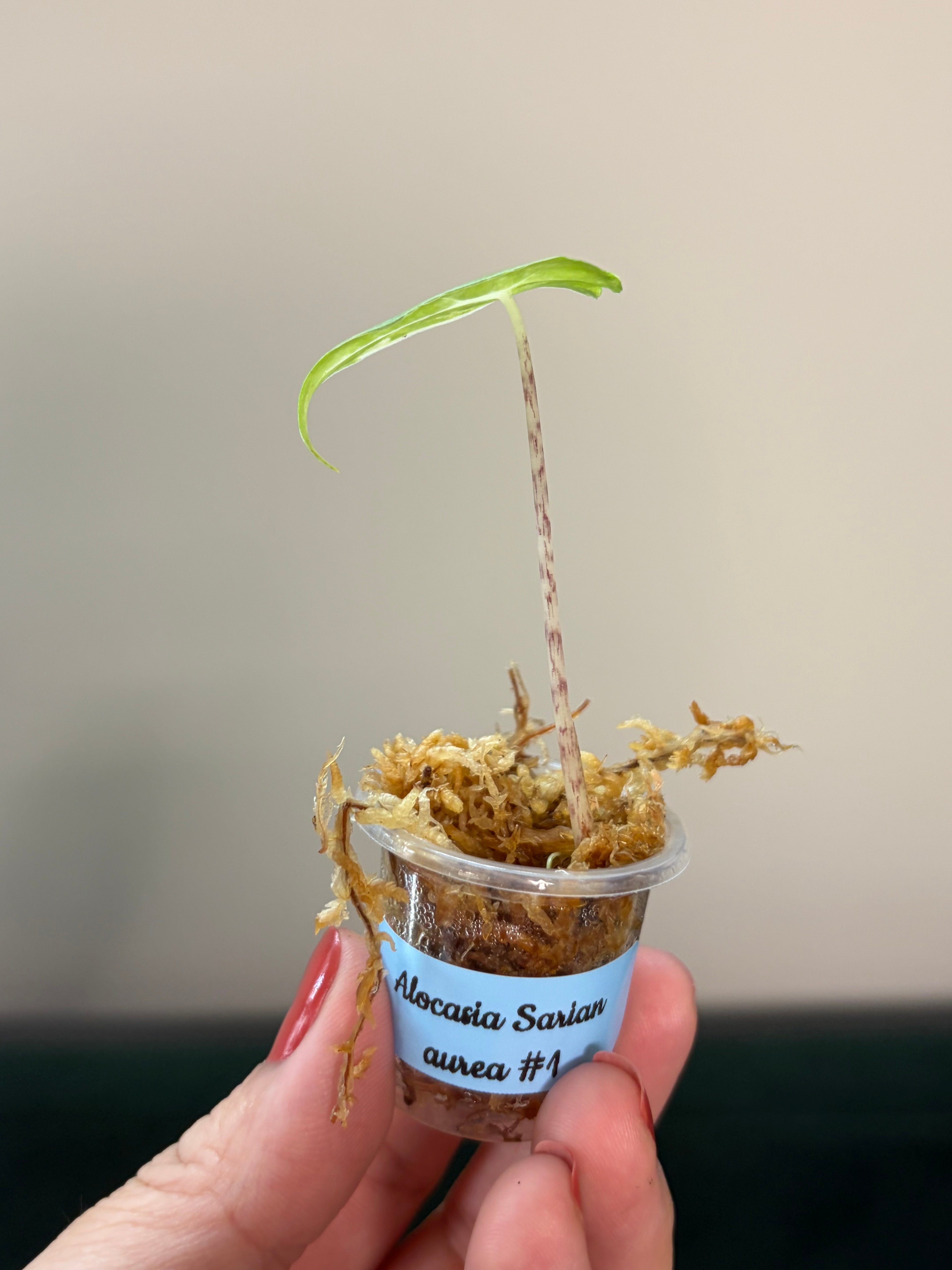 Alocasia Sarian aurea #1