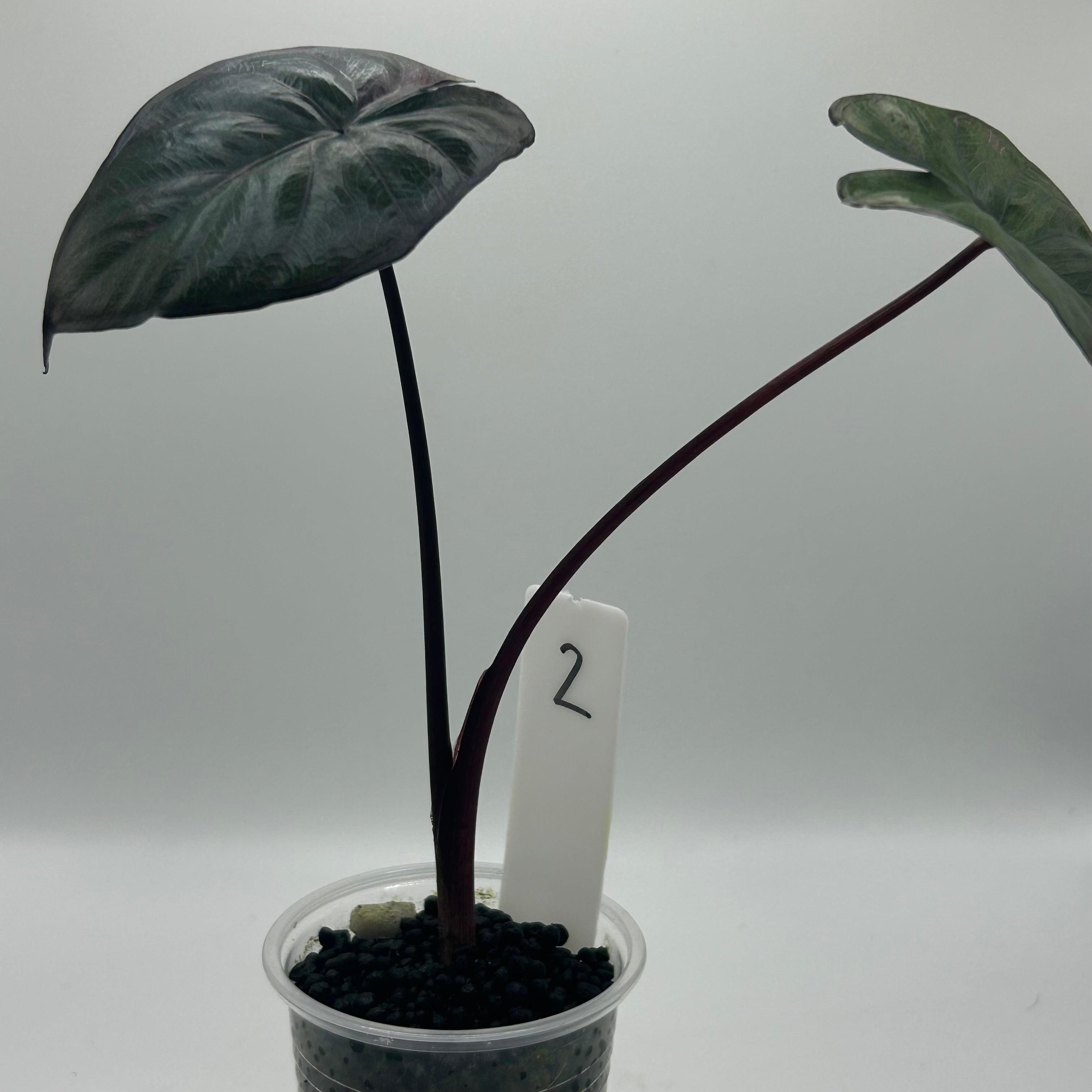 Alocasia Serendipity pink #2