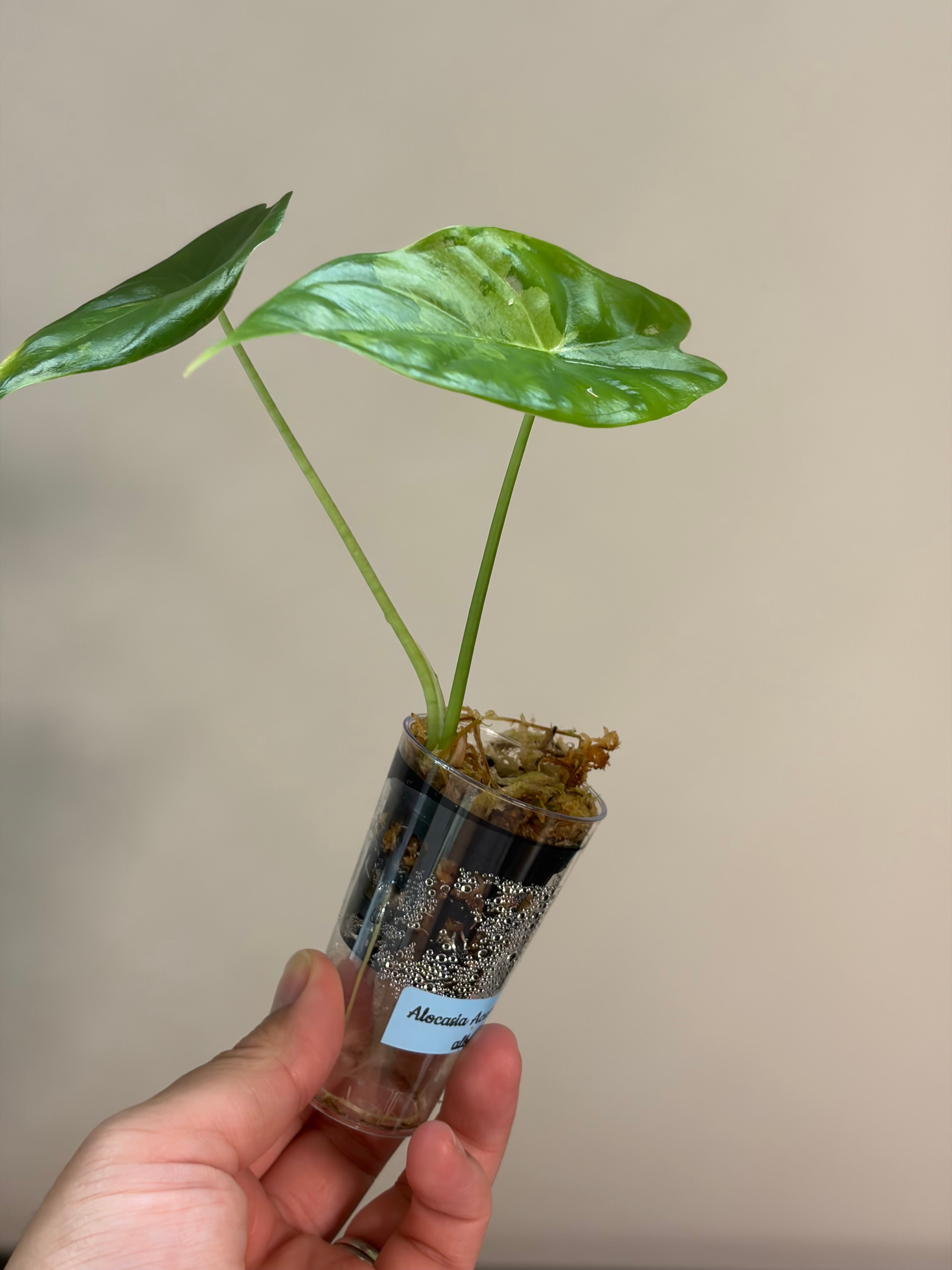 Alocasia Acuminata albo #3