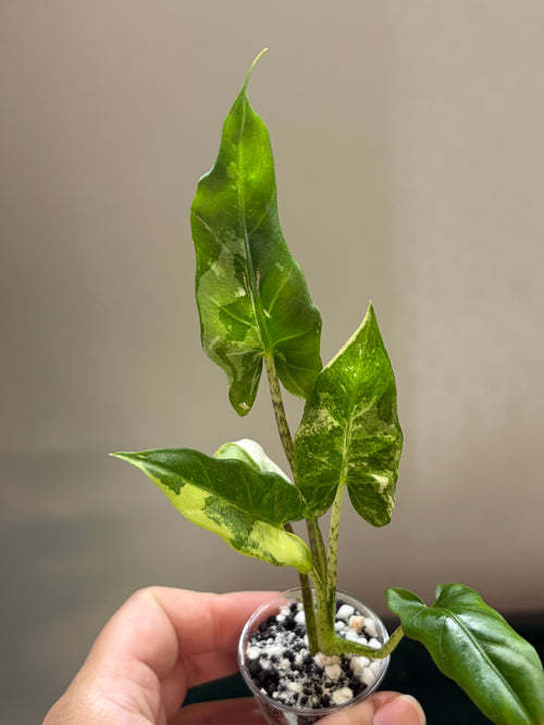 Alocasia Lauterbachiana aurea