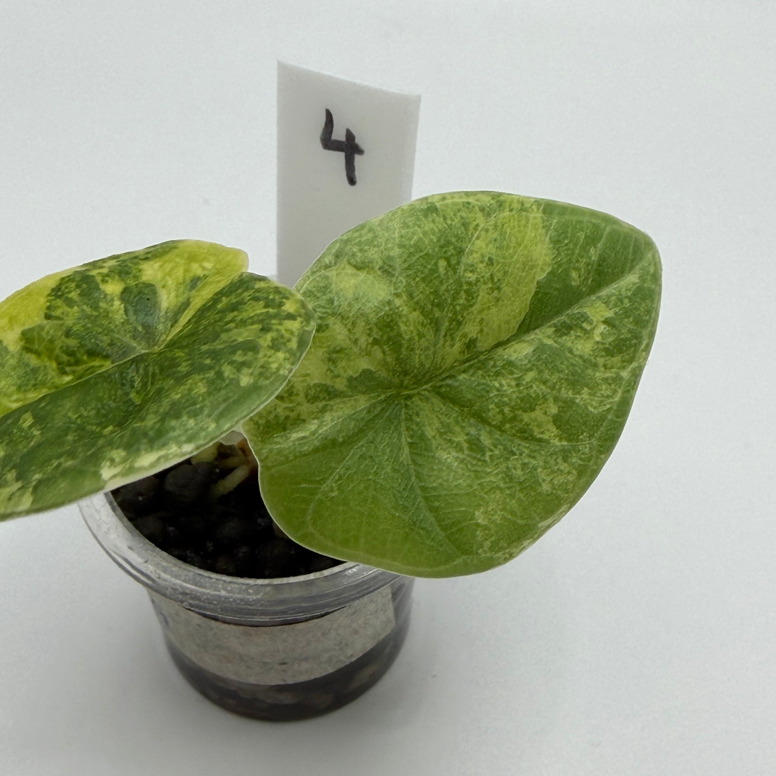 Alocasia Melo golden #4