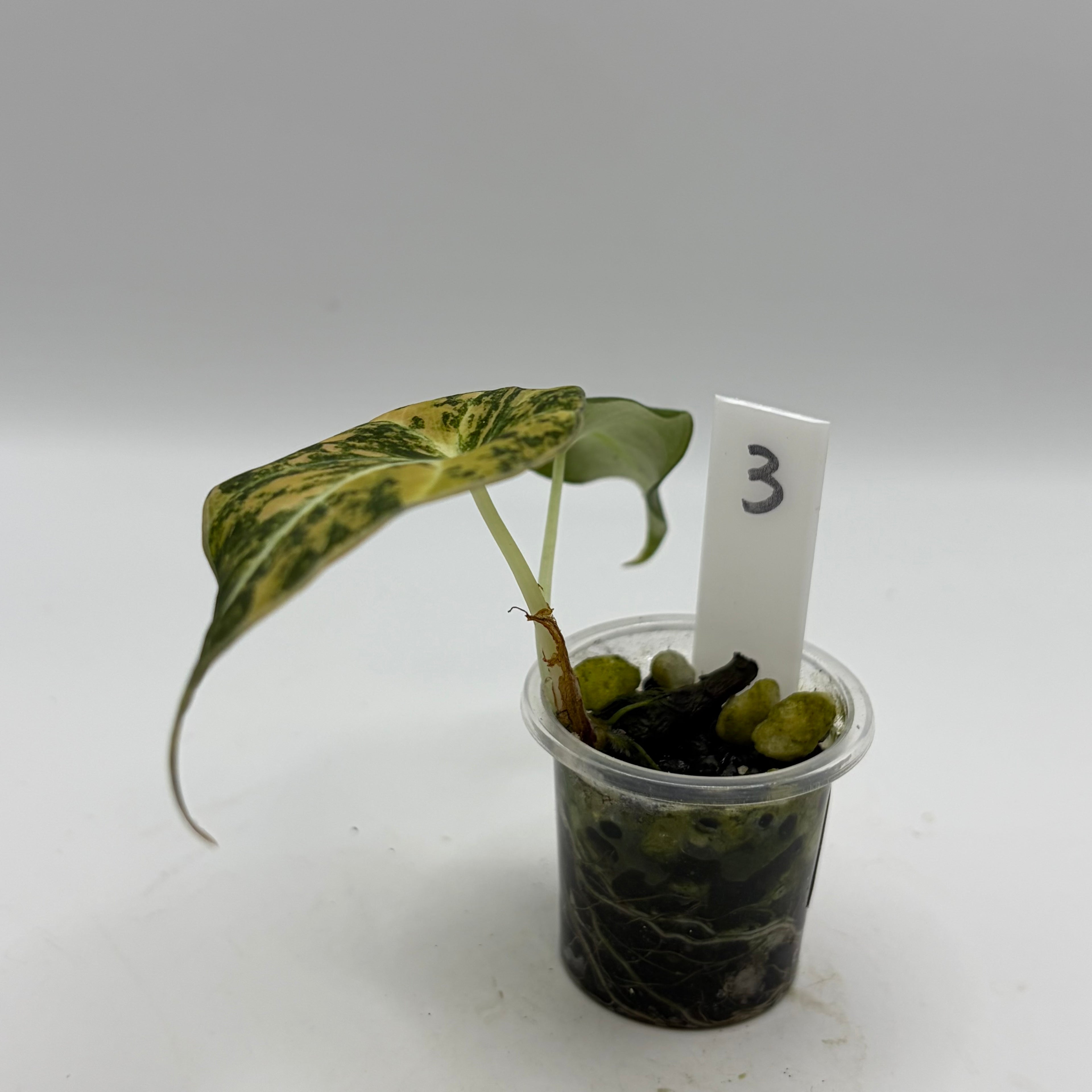 Alocasia Black velvet gold #3