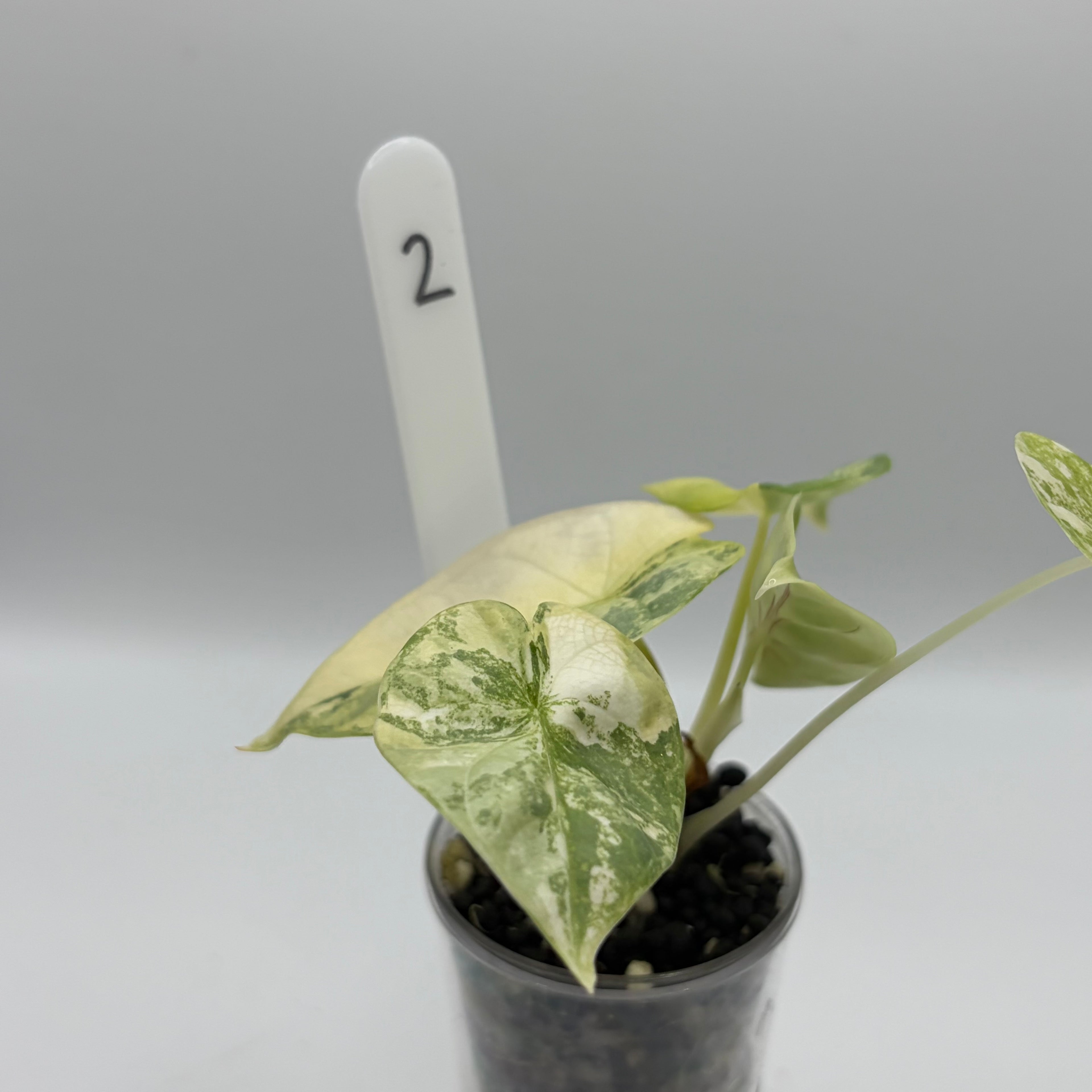 Alocasia Silver dragon aurea