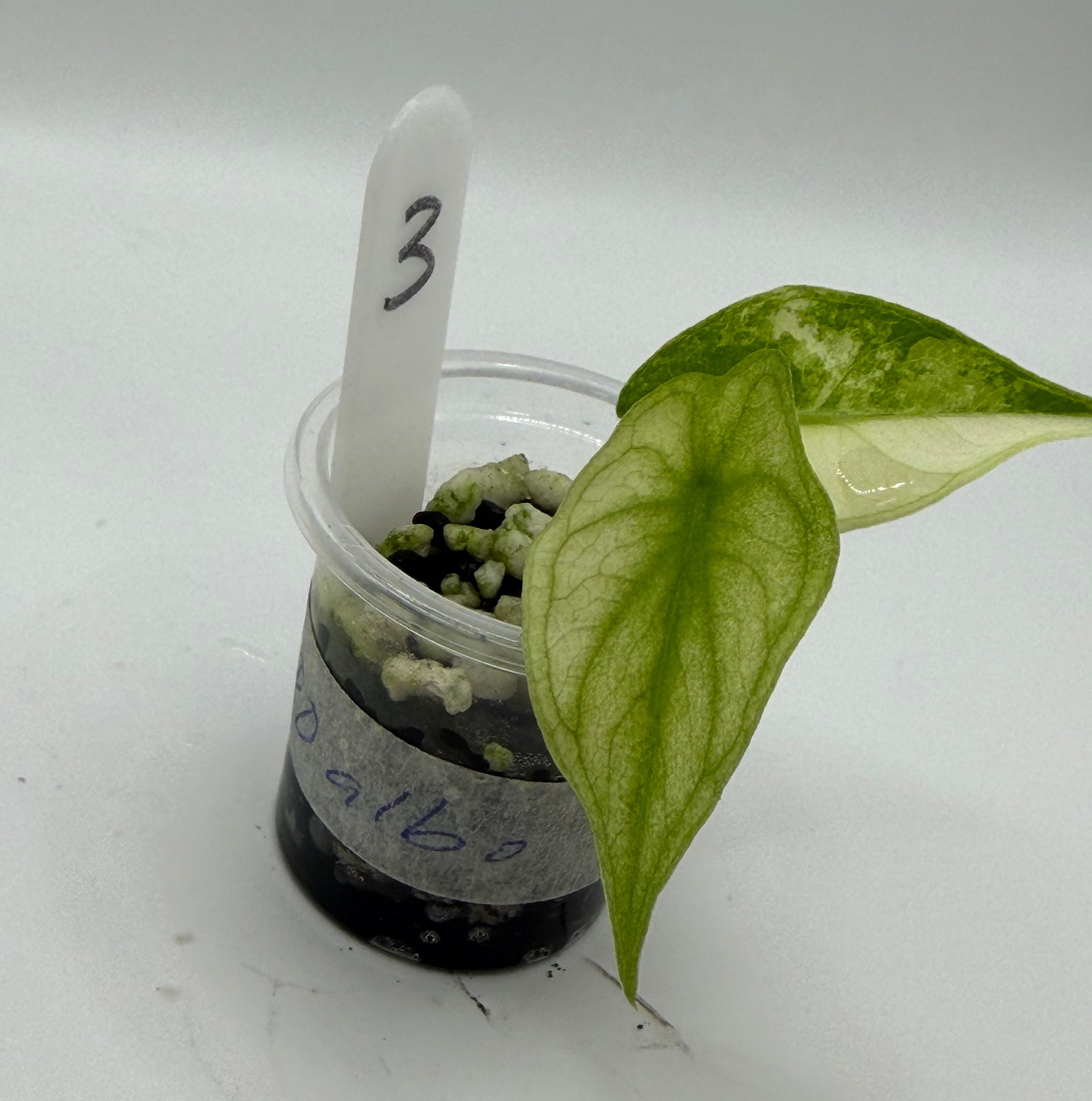 Alocasia Pink dragon albo #3