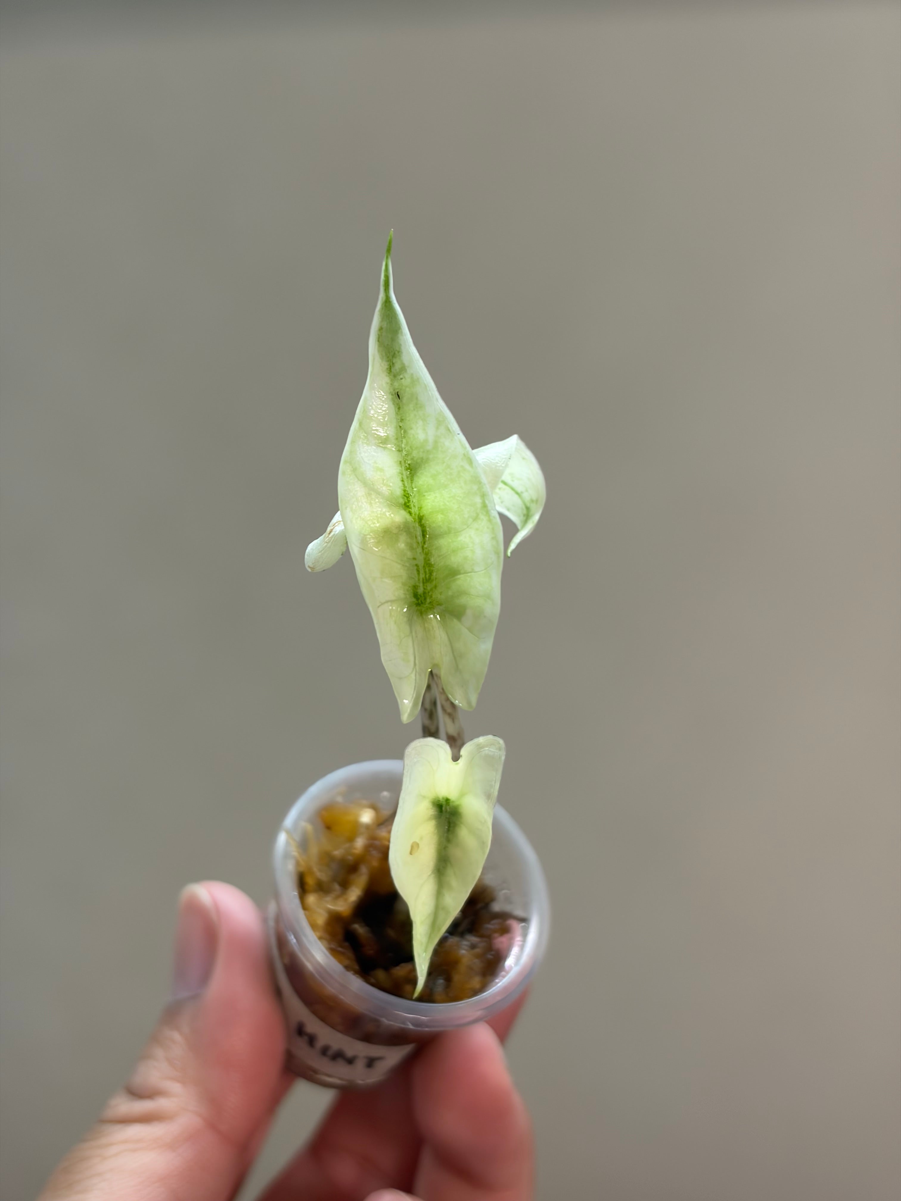Alocasia Zebrina mint #1