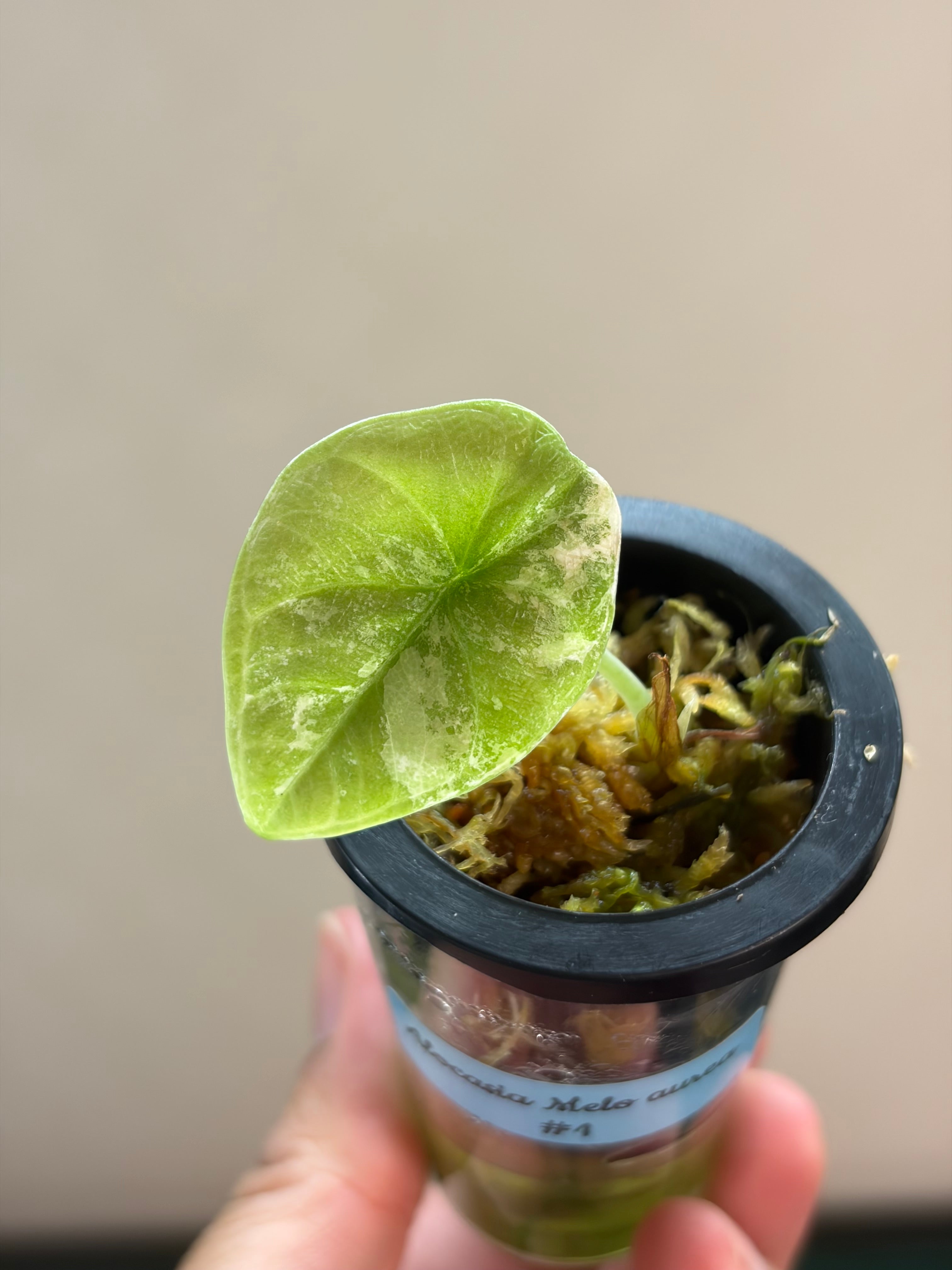 Alocasia Melo aurea #1
