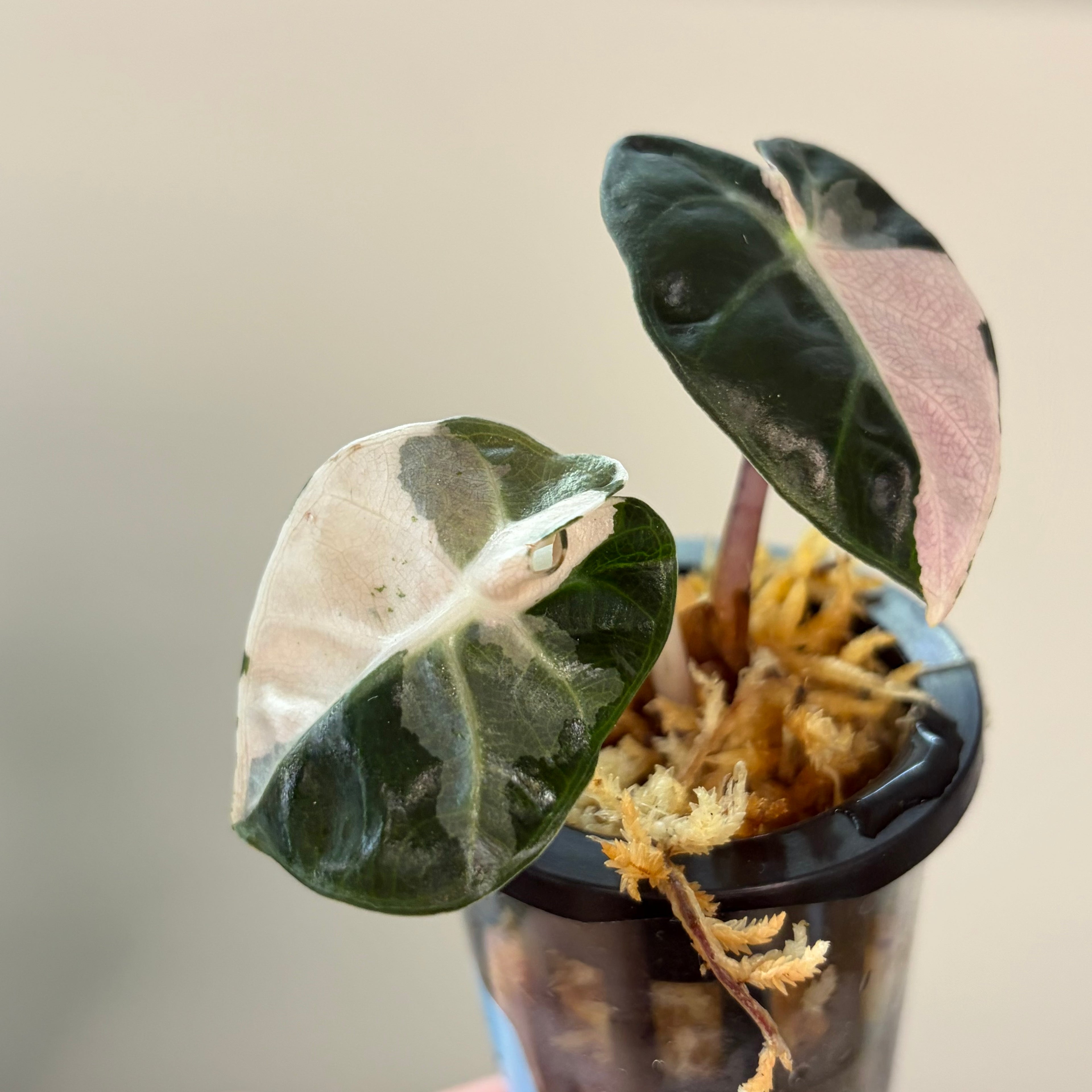 Alocasia Heart balloon pink #5