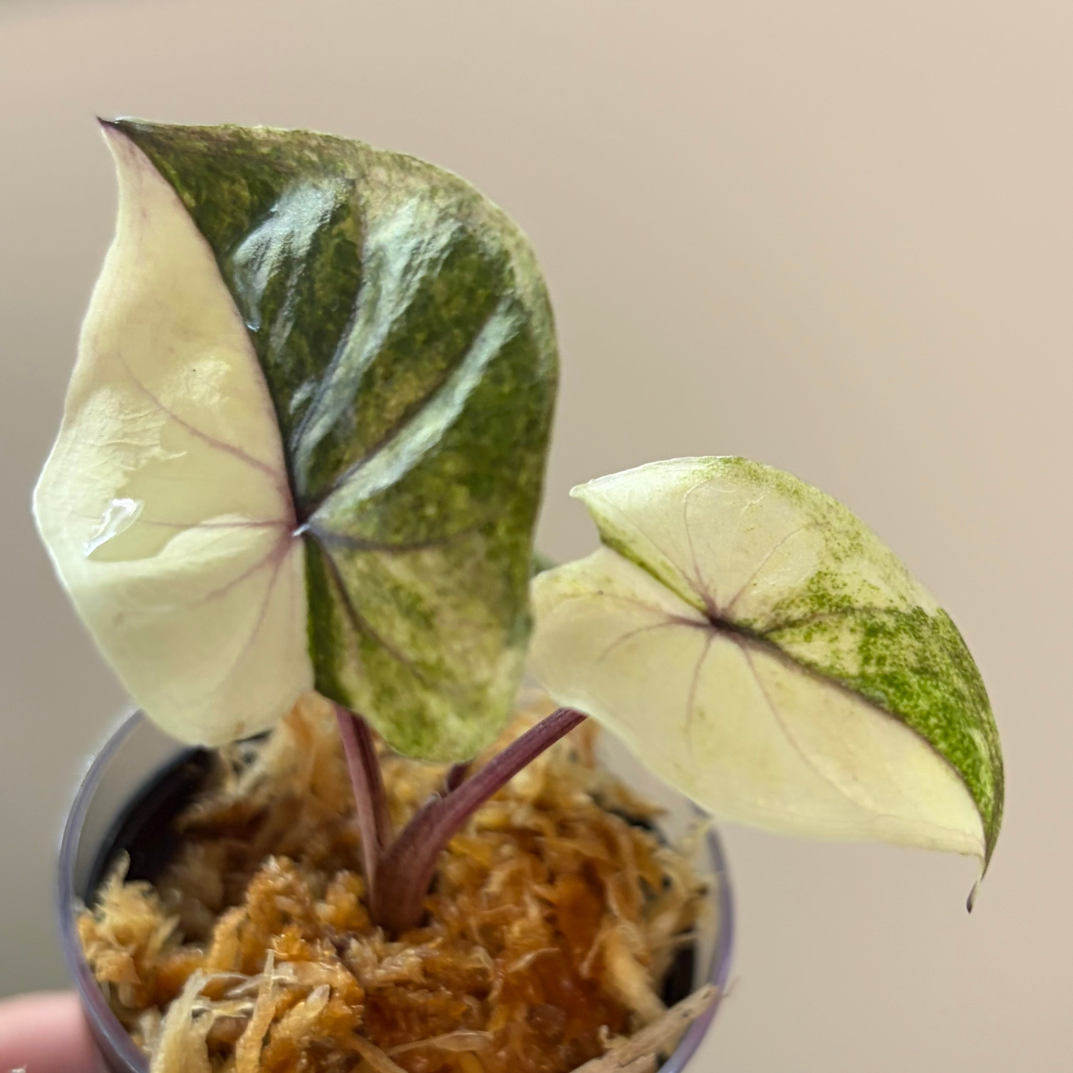 Alocasia Serendipity gold