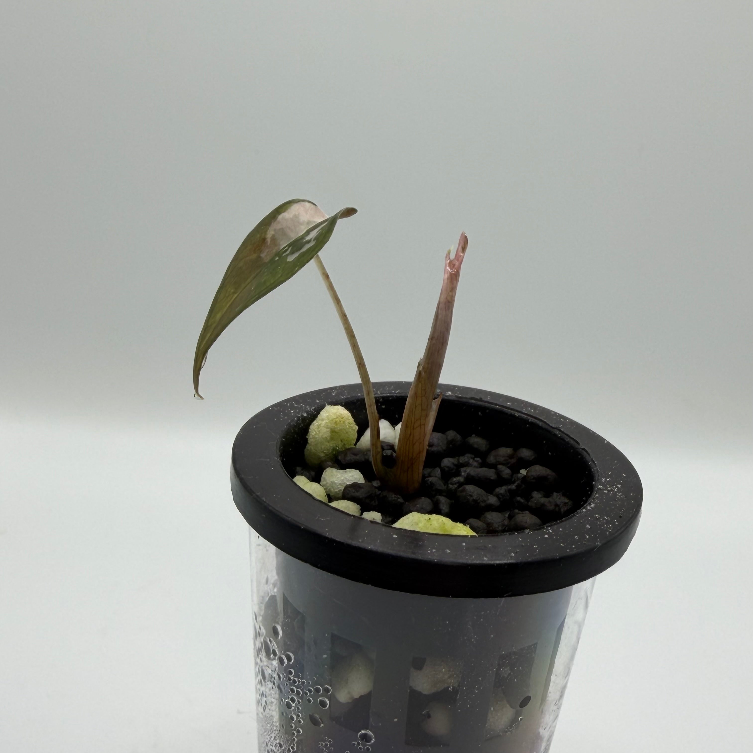 Alocasia Nobilis pink