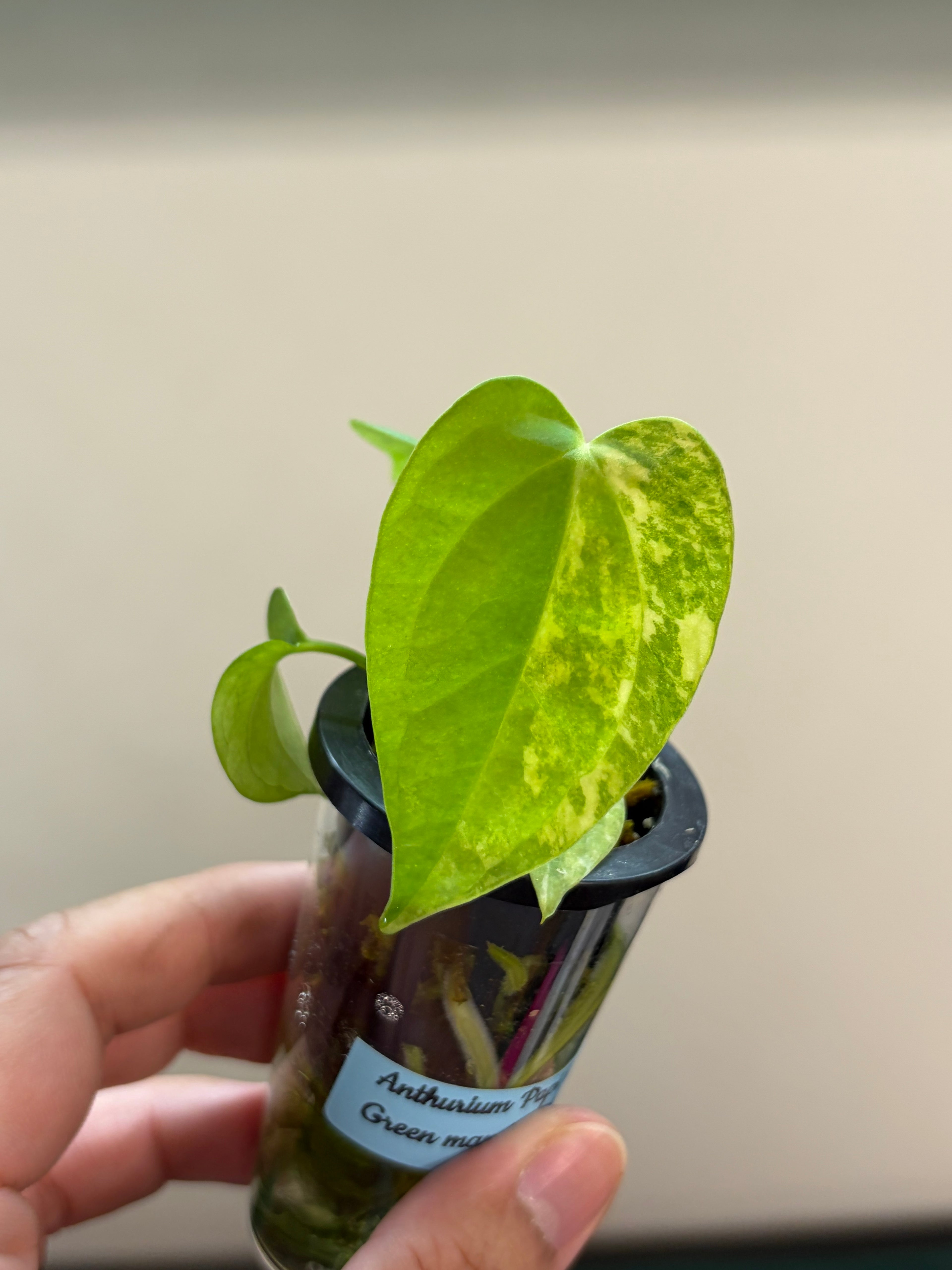 Anthurium Papillilaminum x Green mamba variegata #2
