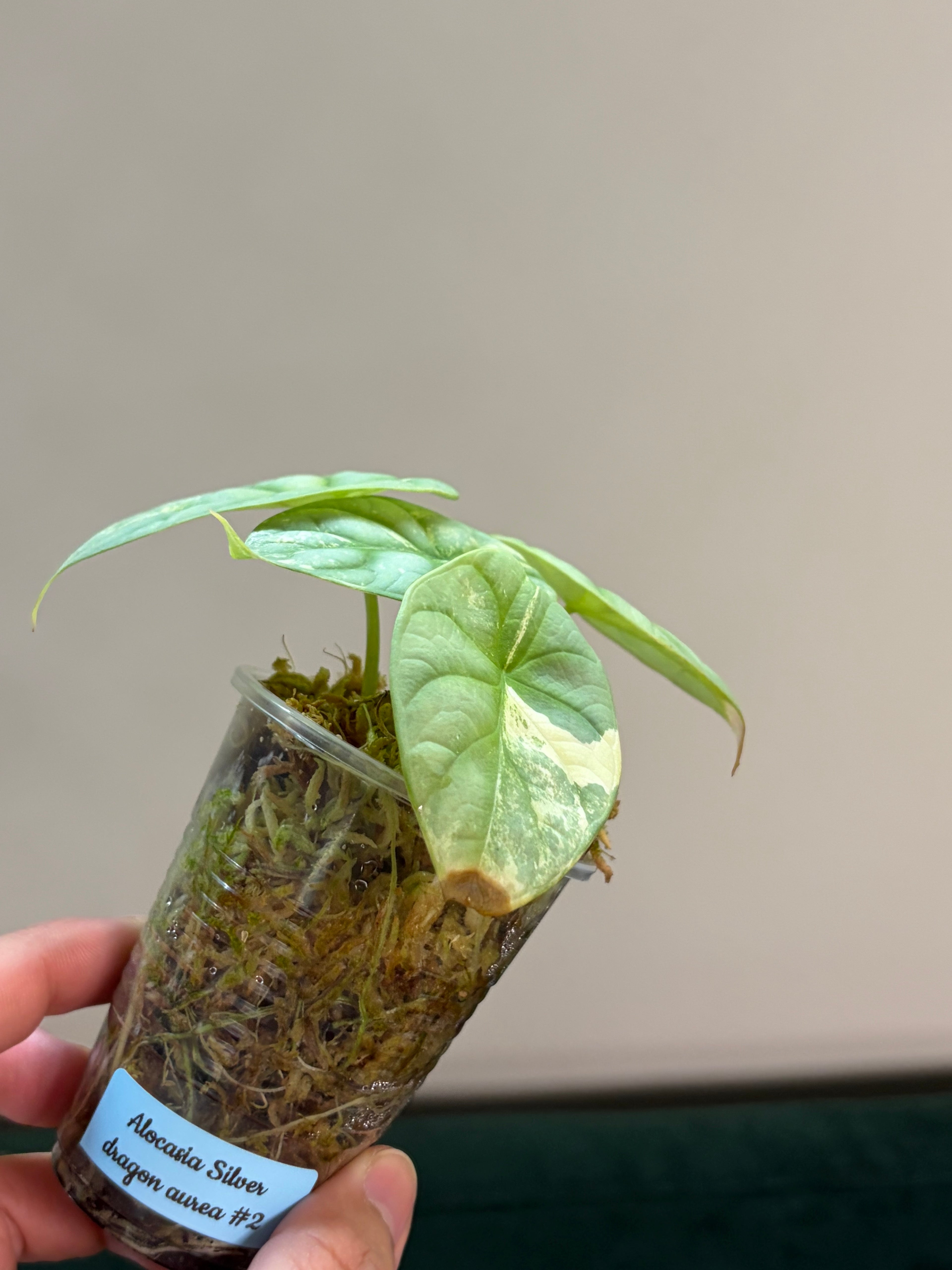 Alocasia Silver dragon aurea