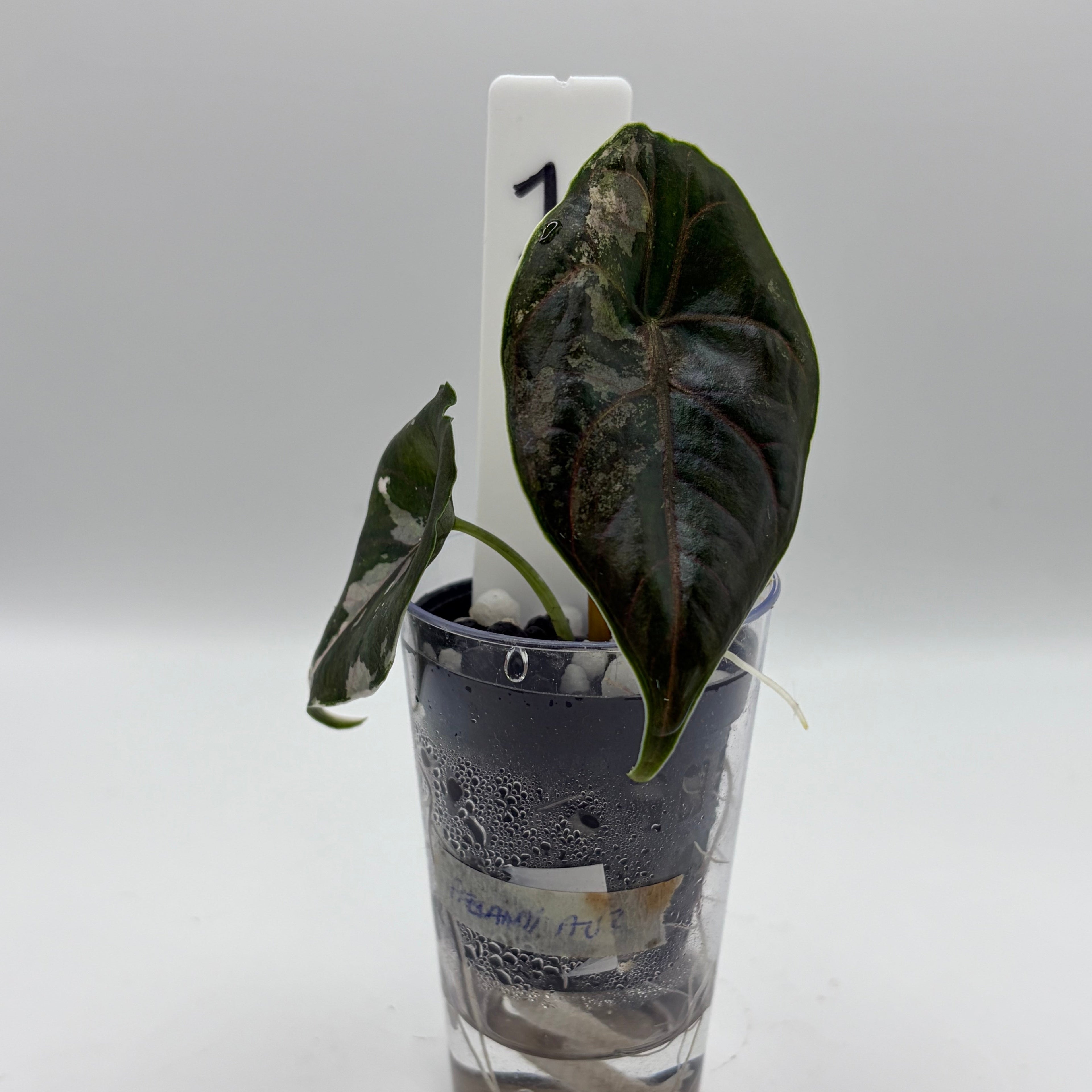 Alocasia Azlanii albo/pink #1