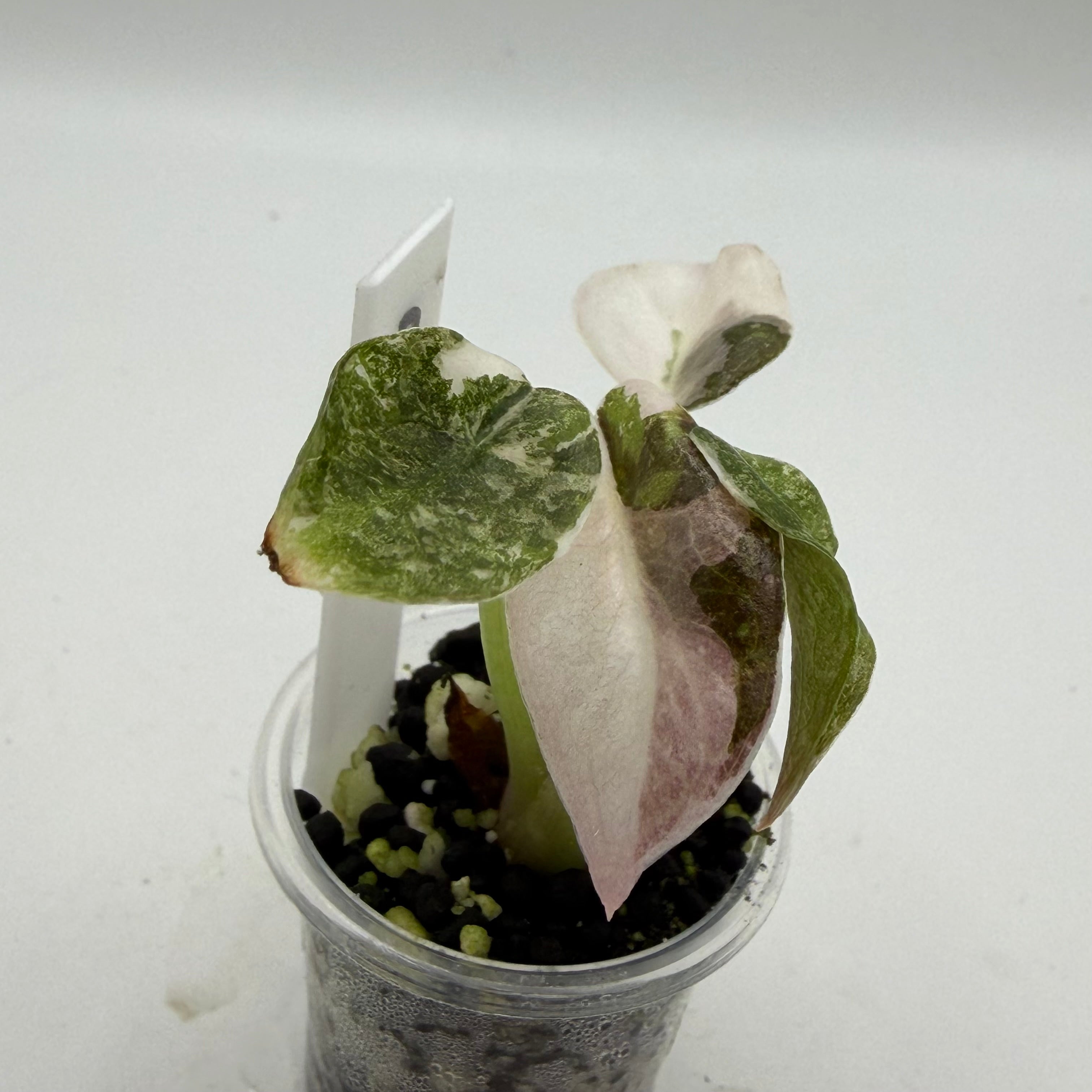 Alocasia Cuprea pink marble #3