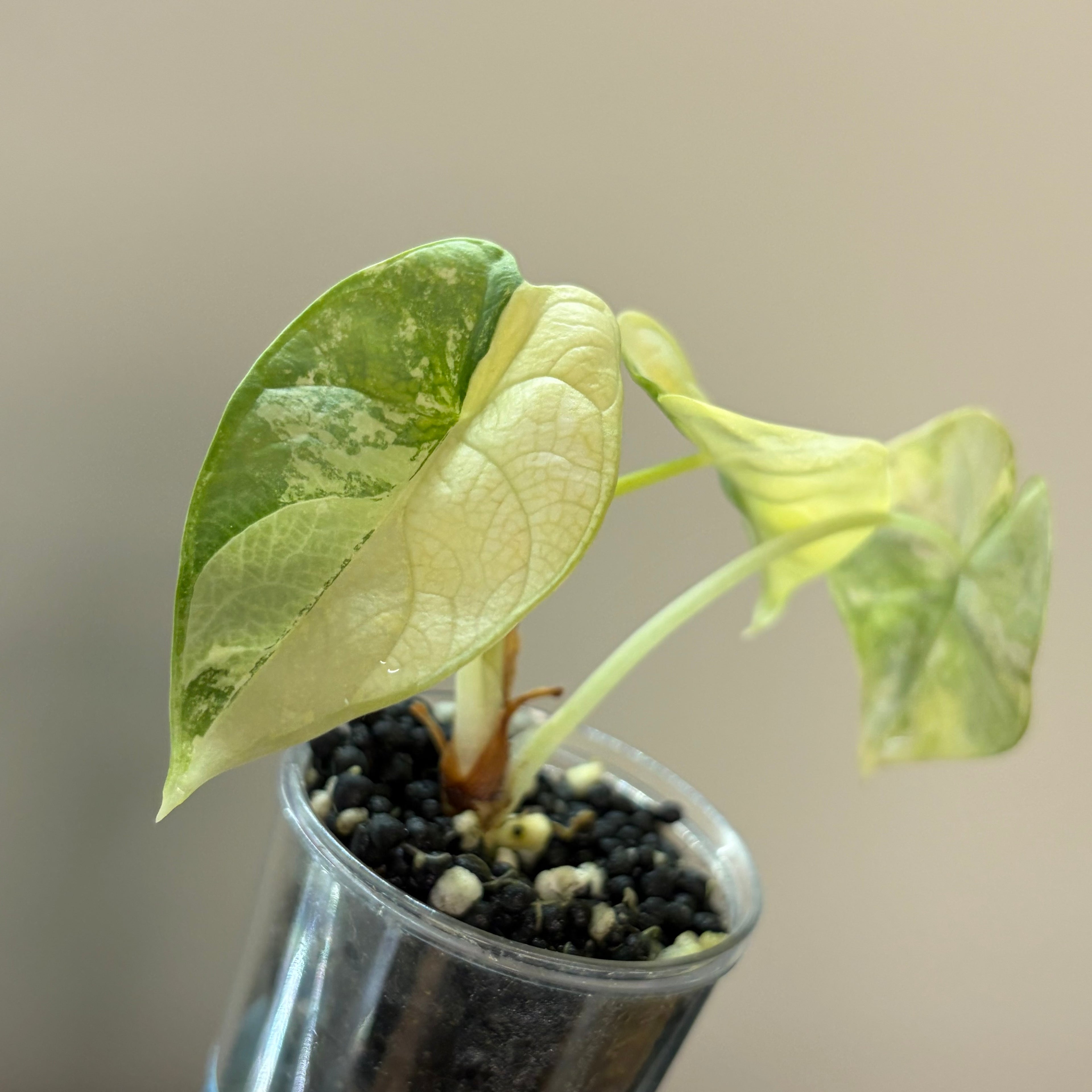 Alocasia Silver dragon aurea