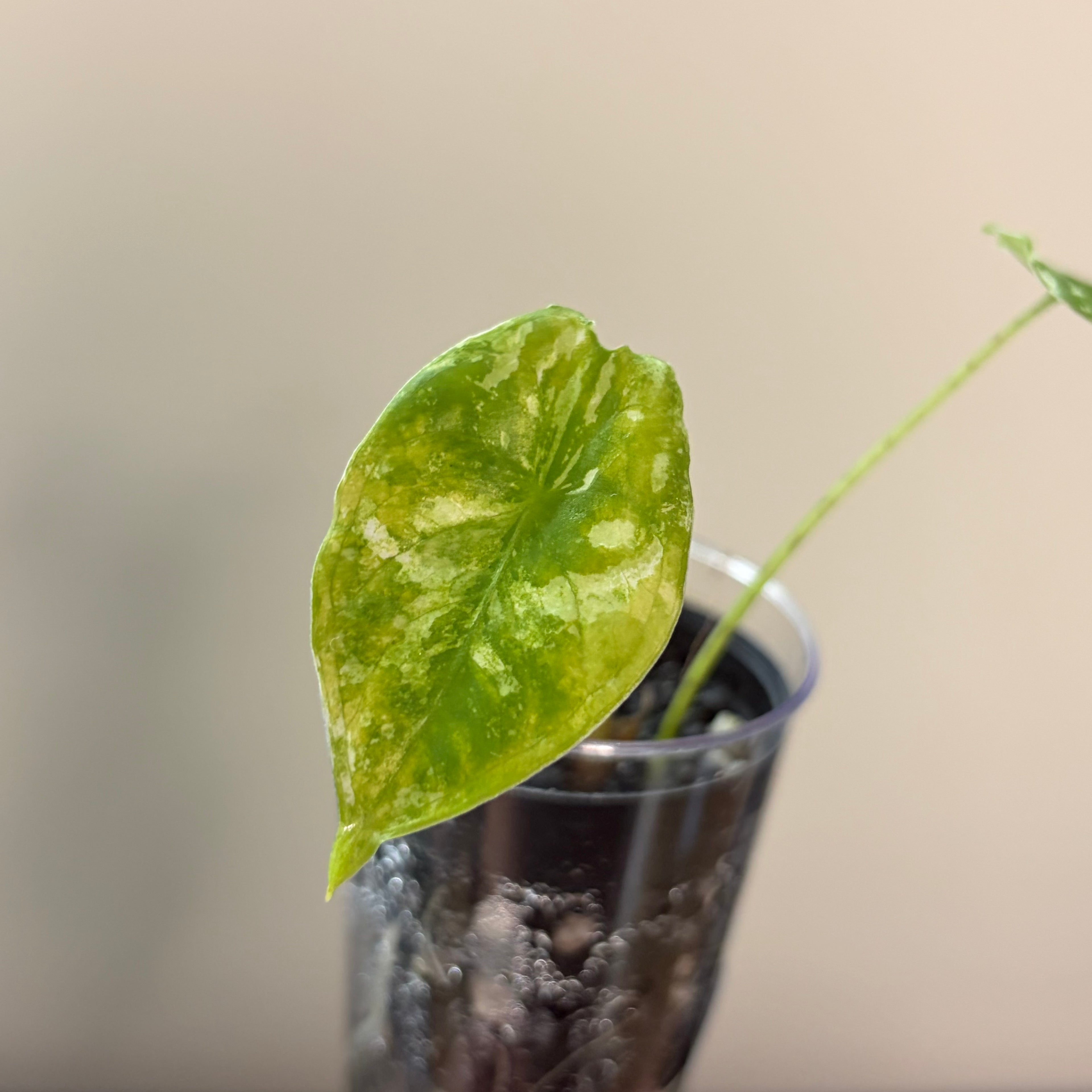 Alocasia Fornicata mint
