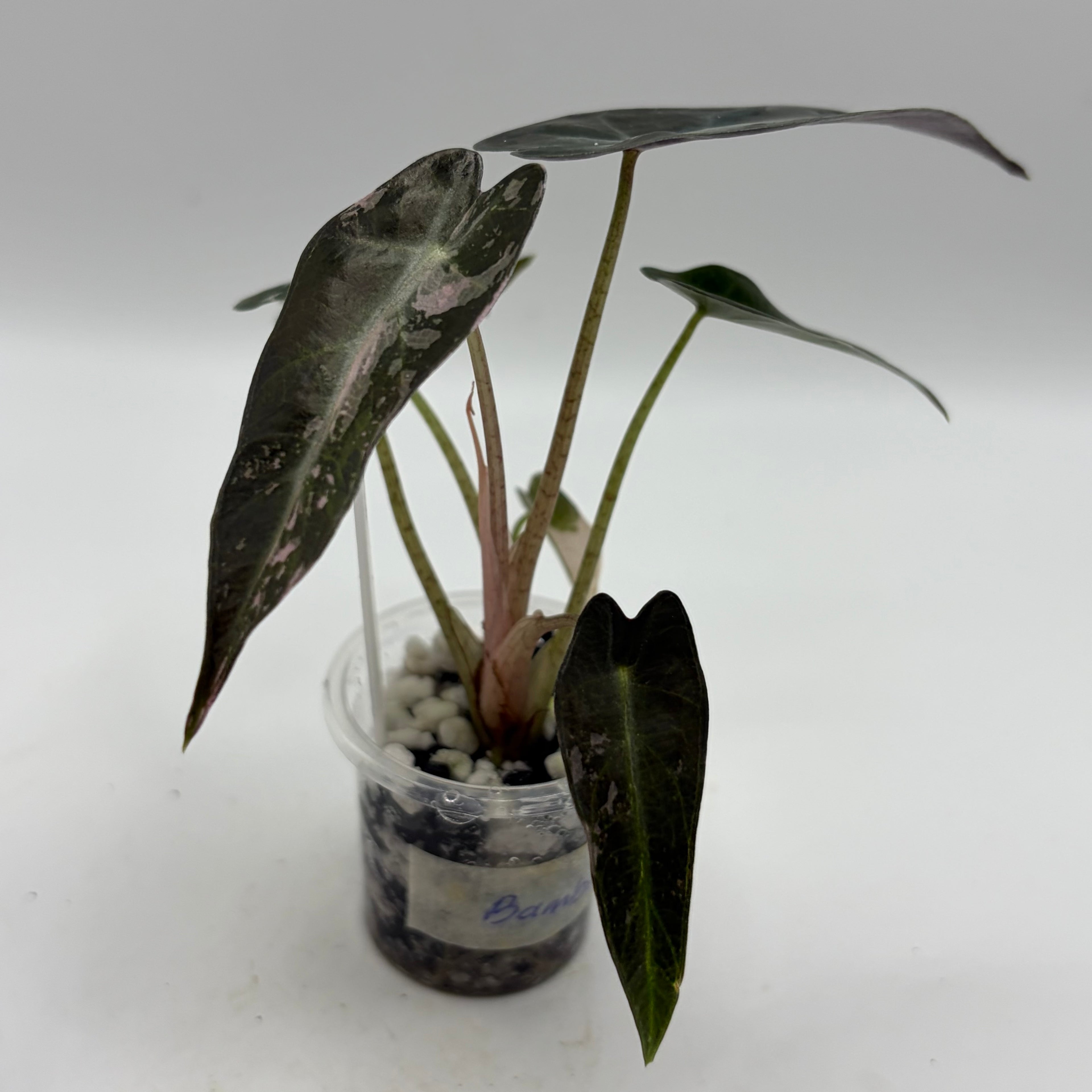 Alocasia Bambino pink