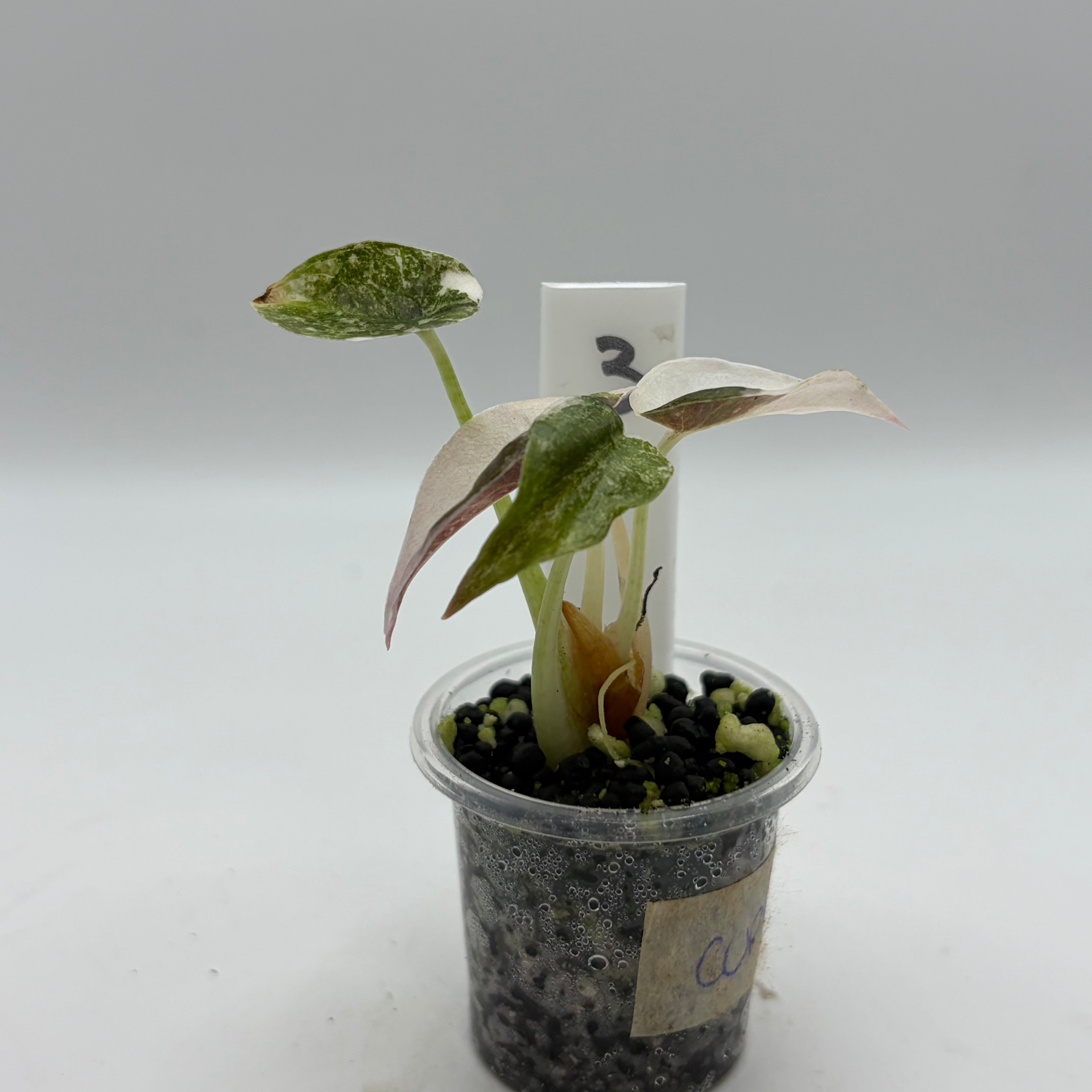 Alocasia Cuprea pink marble #3