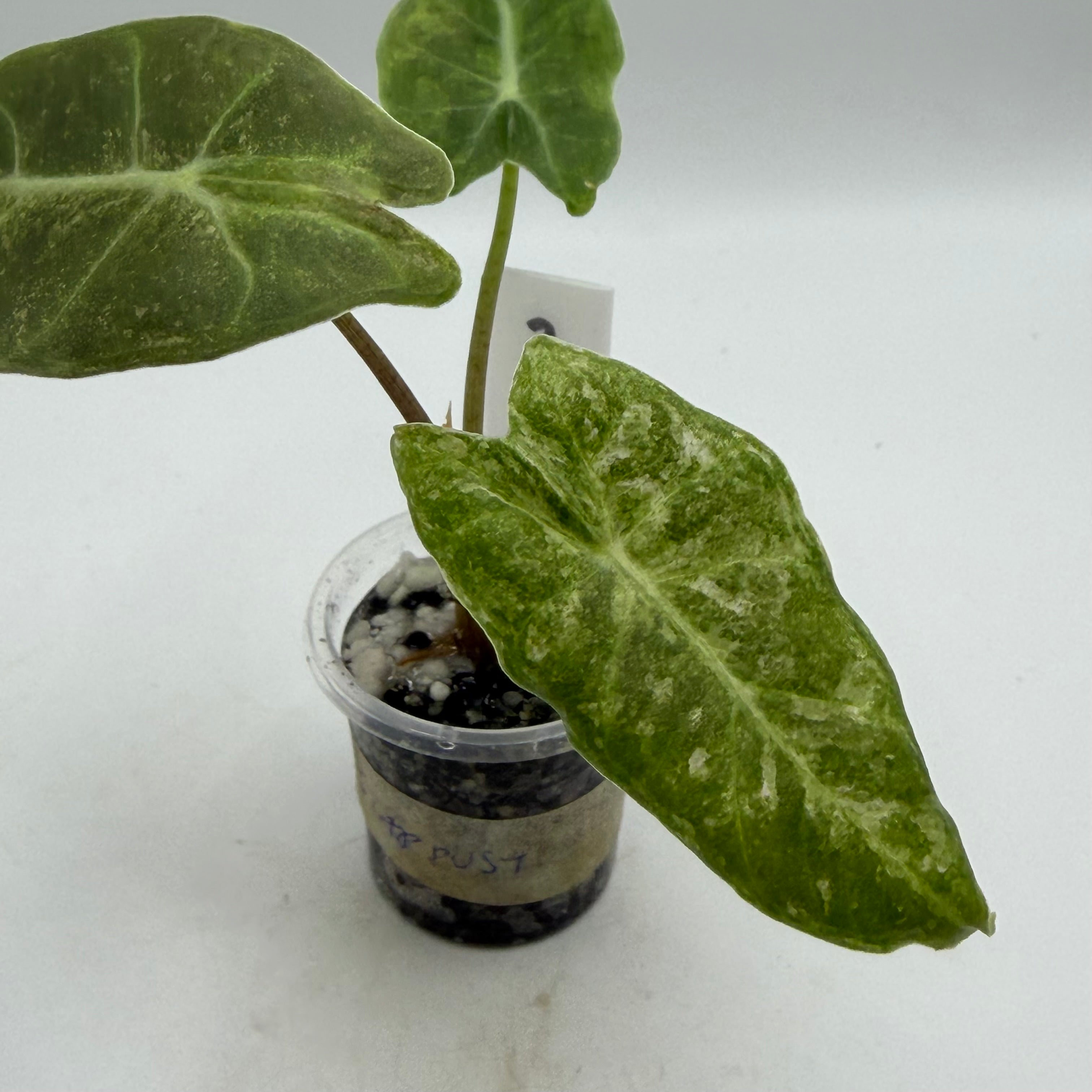 Alocasia Black Satun stardust #2