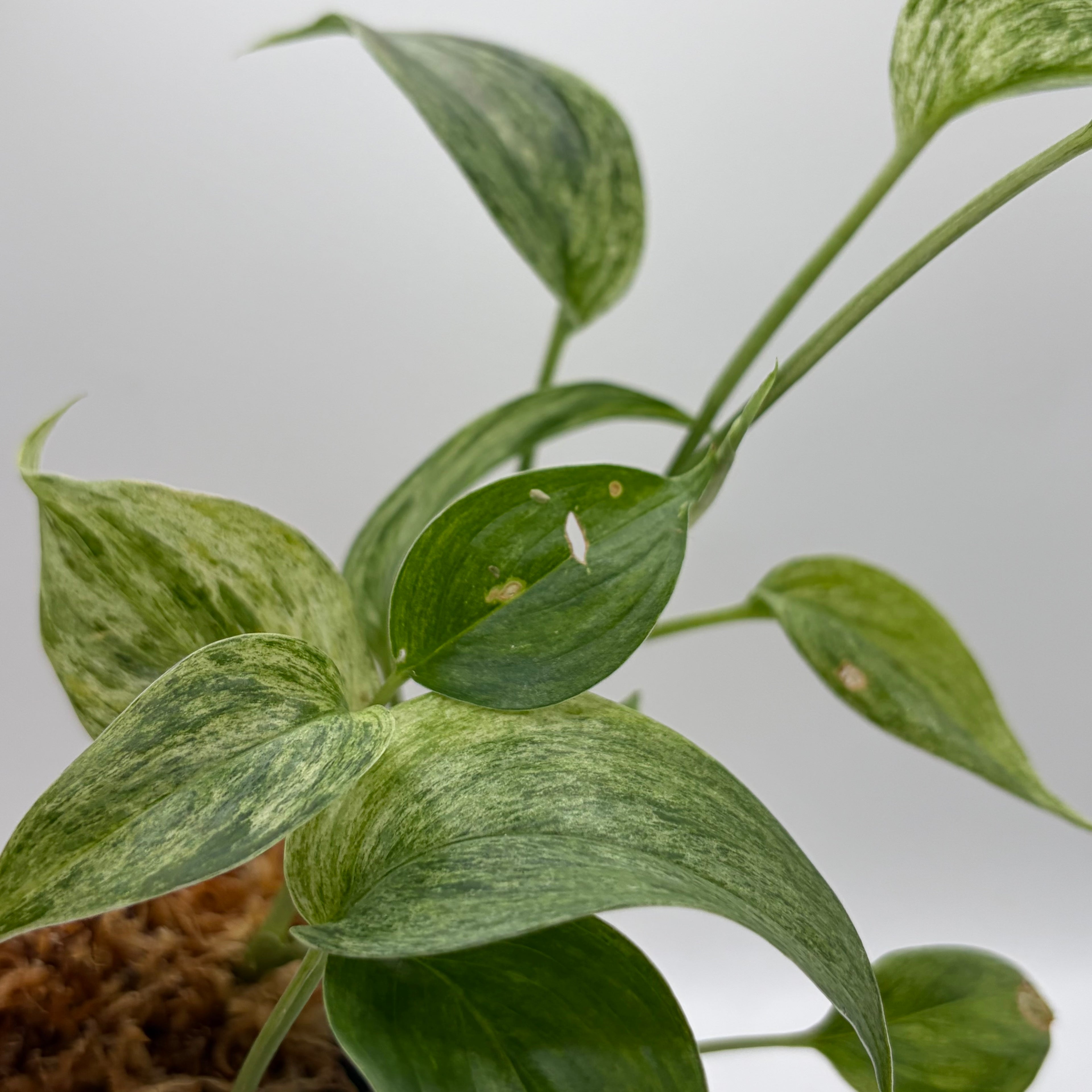 Scindapsus Sp. Salak Blue albo