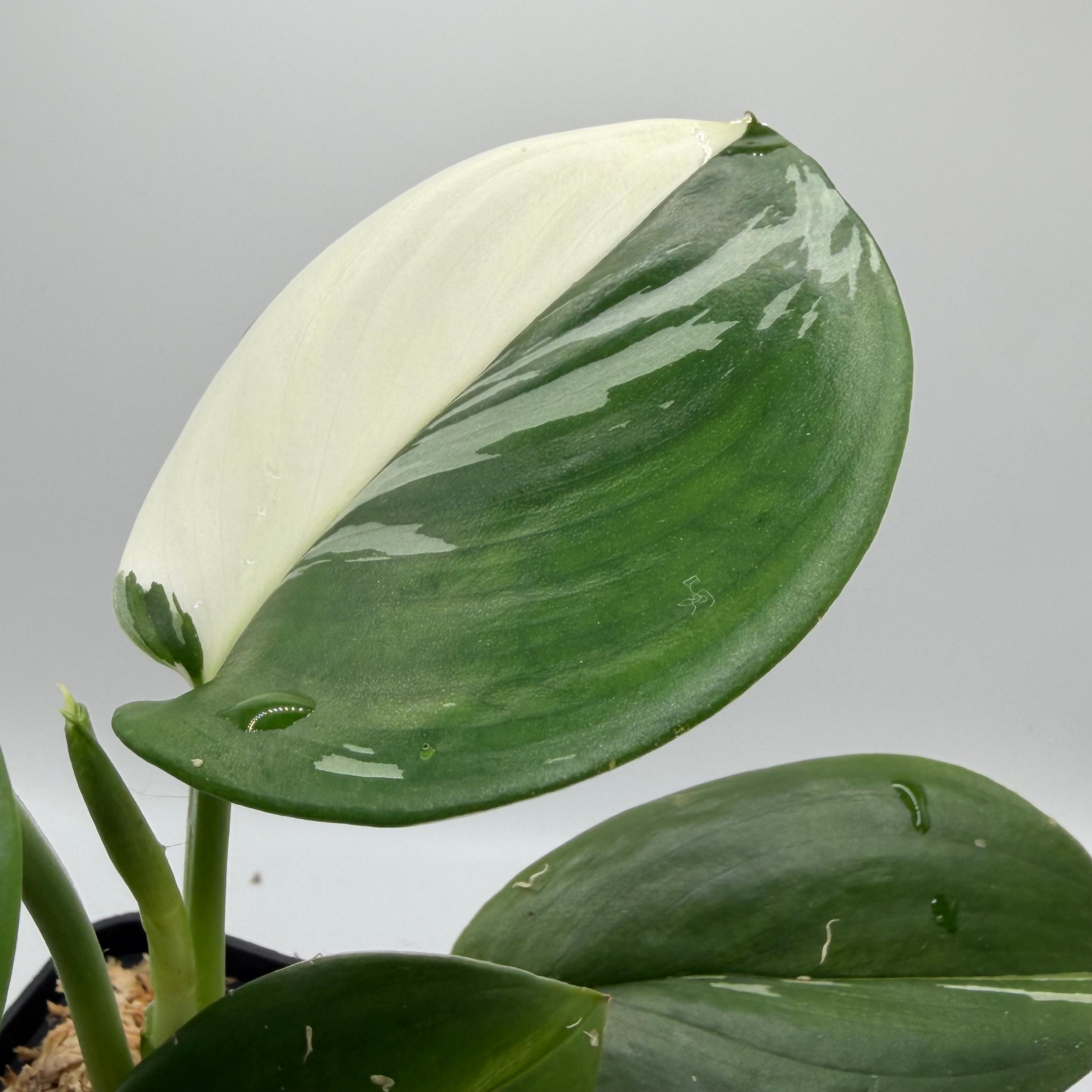 Scindapsus Treubii albo