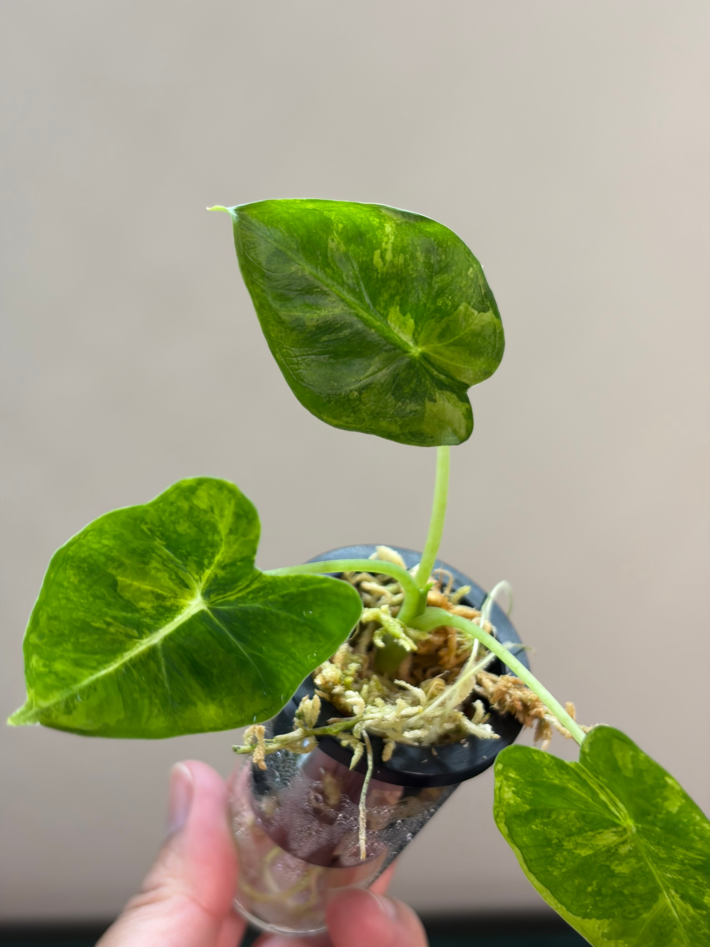 Alocasia Frydek Gog #1