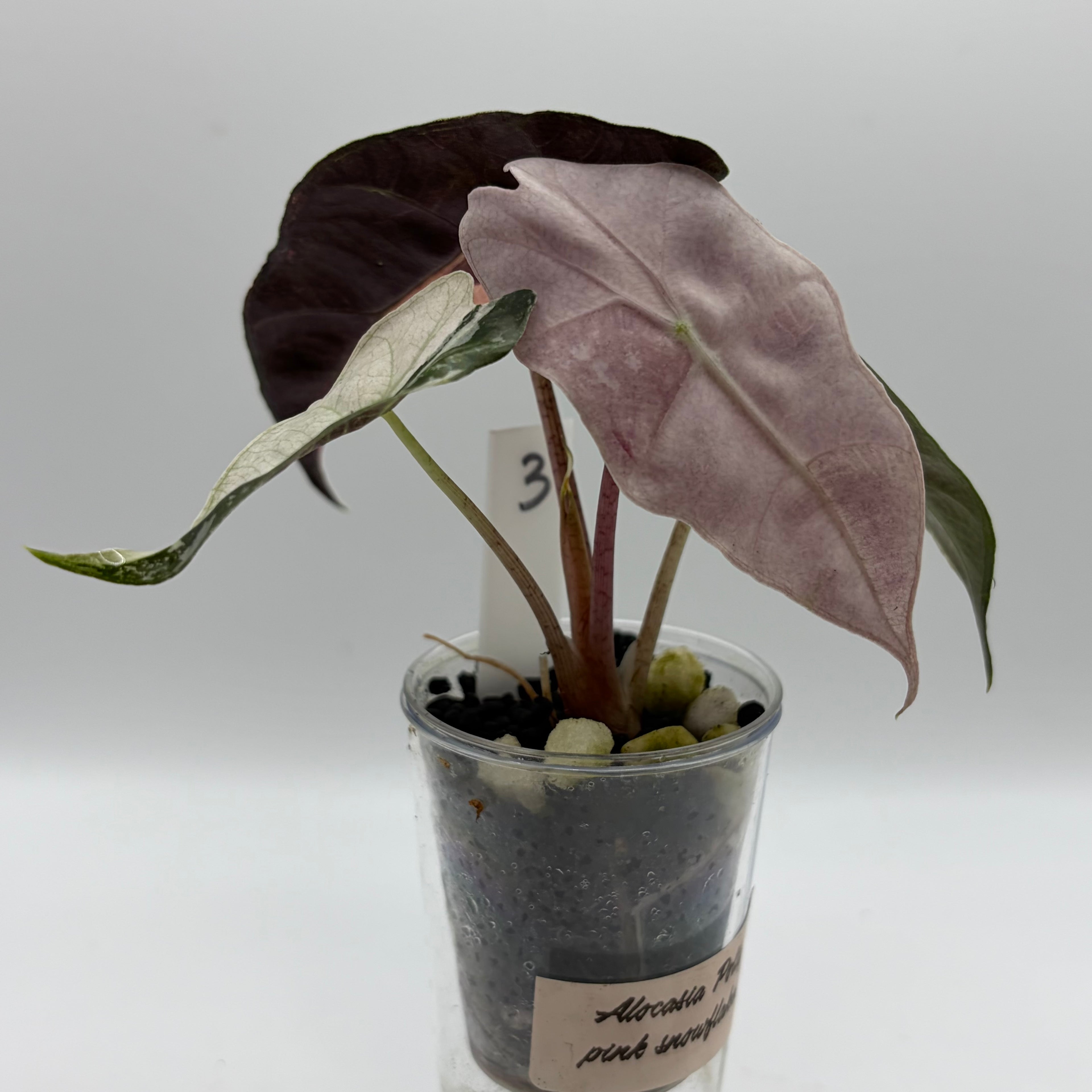 Alocasia Polly pink snowflake