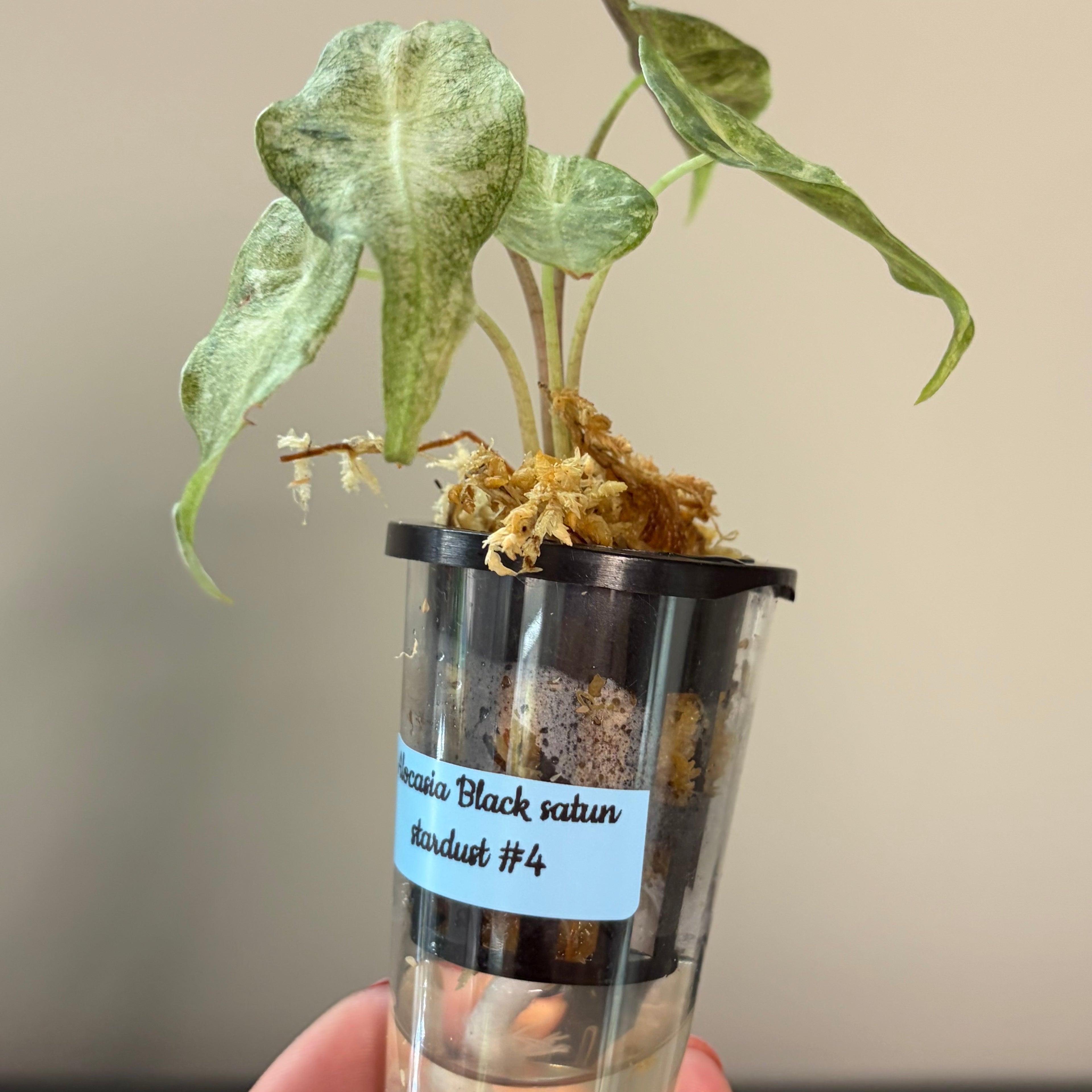 Alocasia Black Satun stardust #4