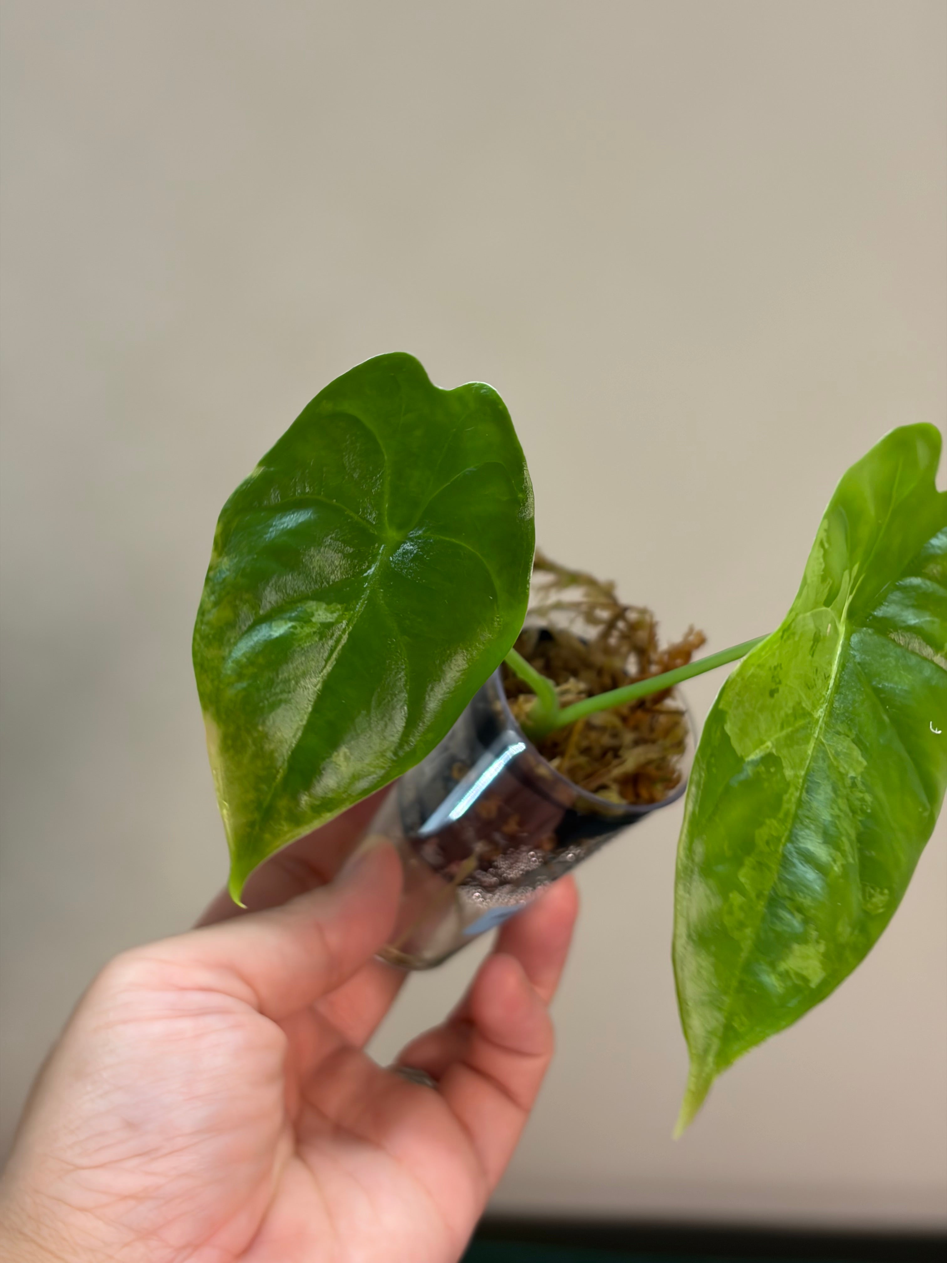 Alocasia Acuminata albo #3