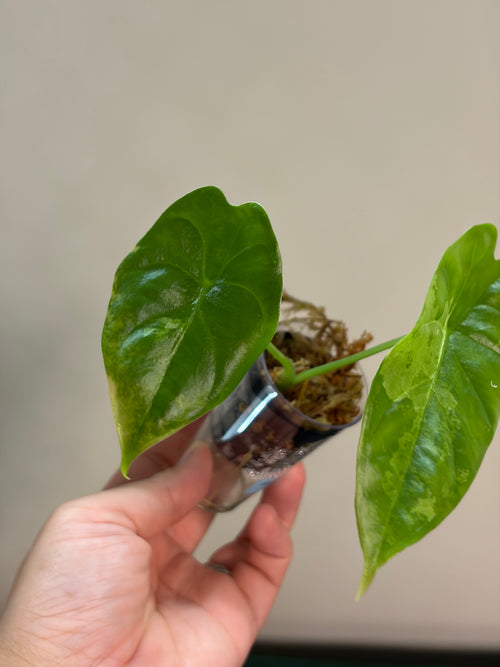 Alocasia Acuminata albo #3