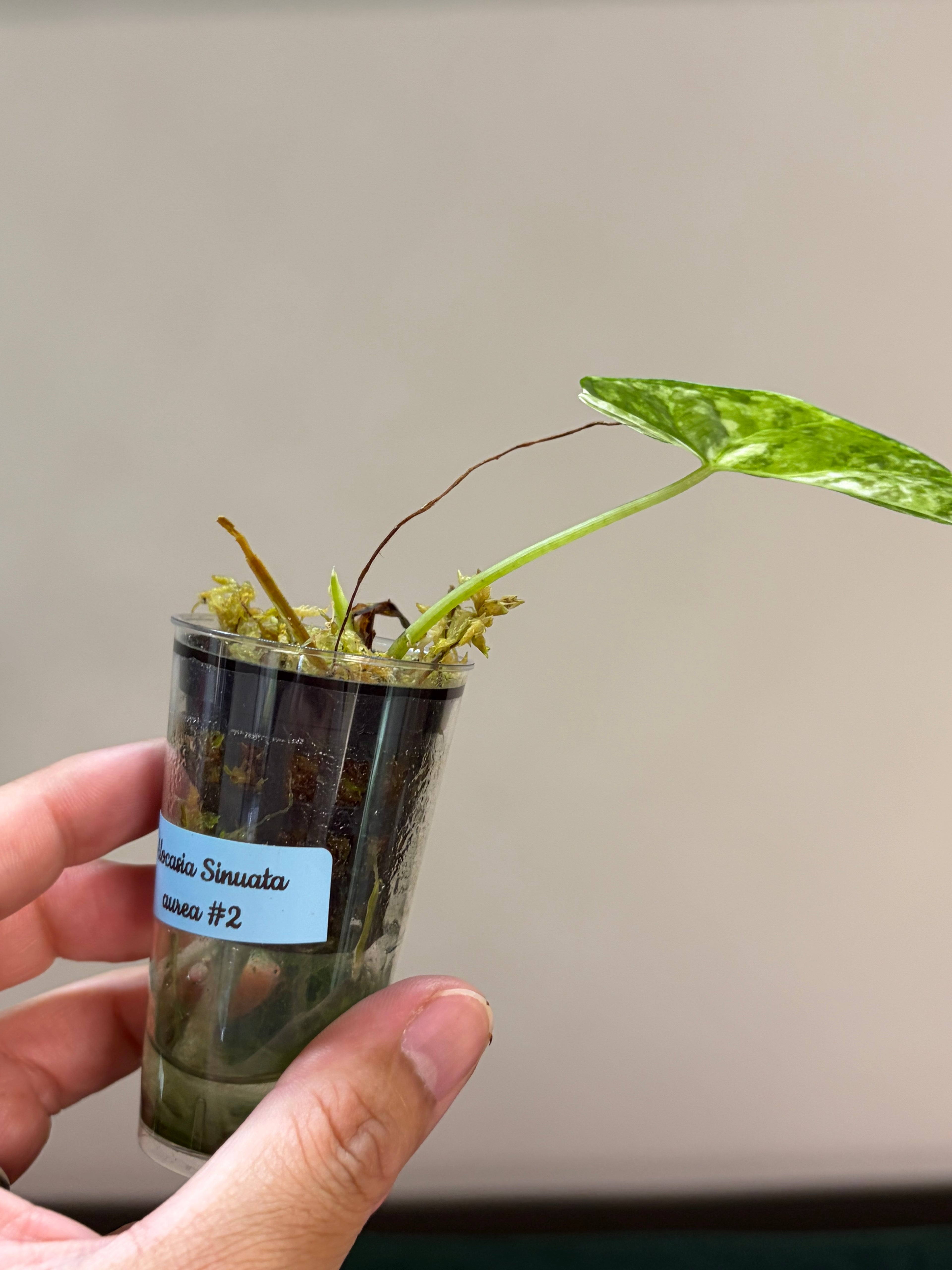 Alocasia Sinuata aurea #2